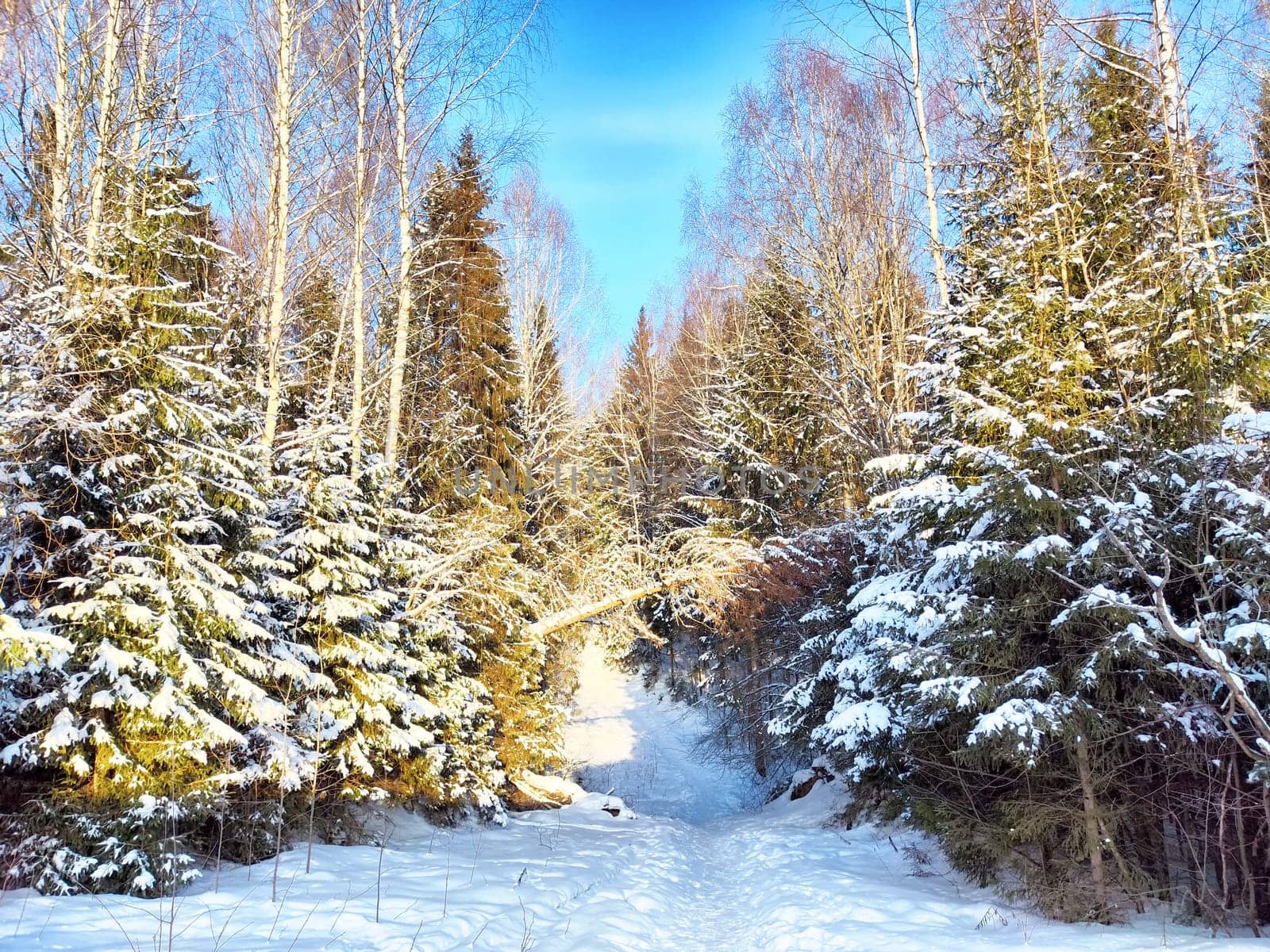 A tranquil winter scene features a snow-covered path winding through tall, frosted trees under a clear blue sky.