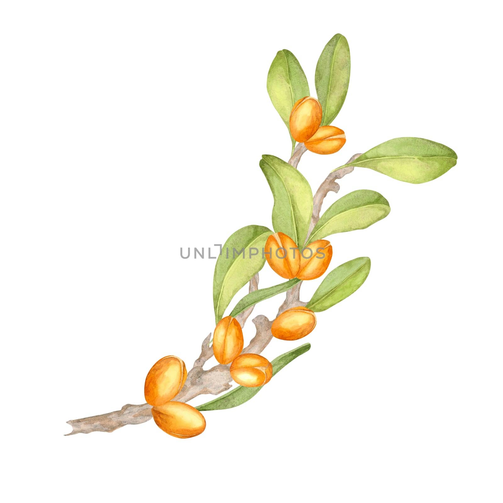 Delicate argan tree branch with vibrant orange fruits and soft green leaves. Botanical watercolor clipart. Ideal for nature-inspired patterns, stationery, or organic product labels