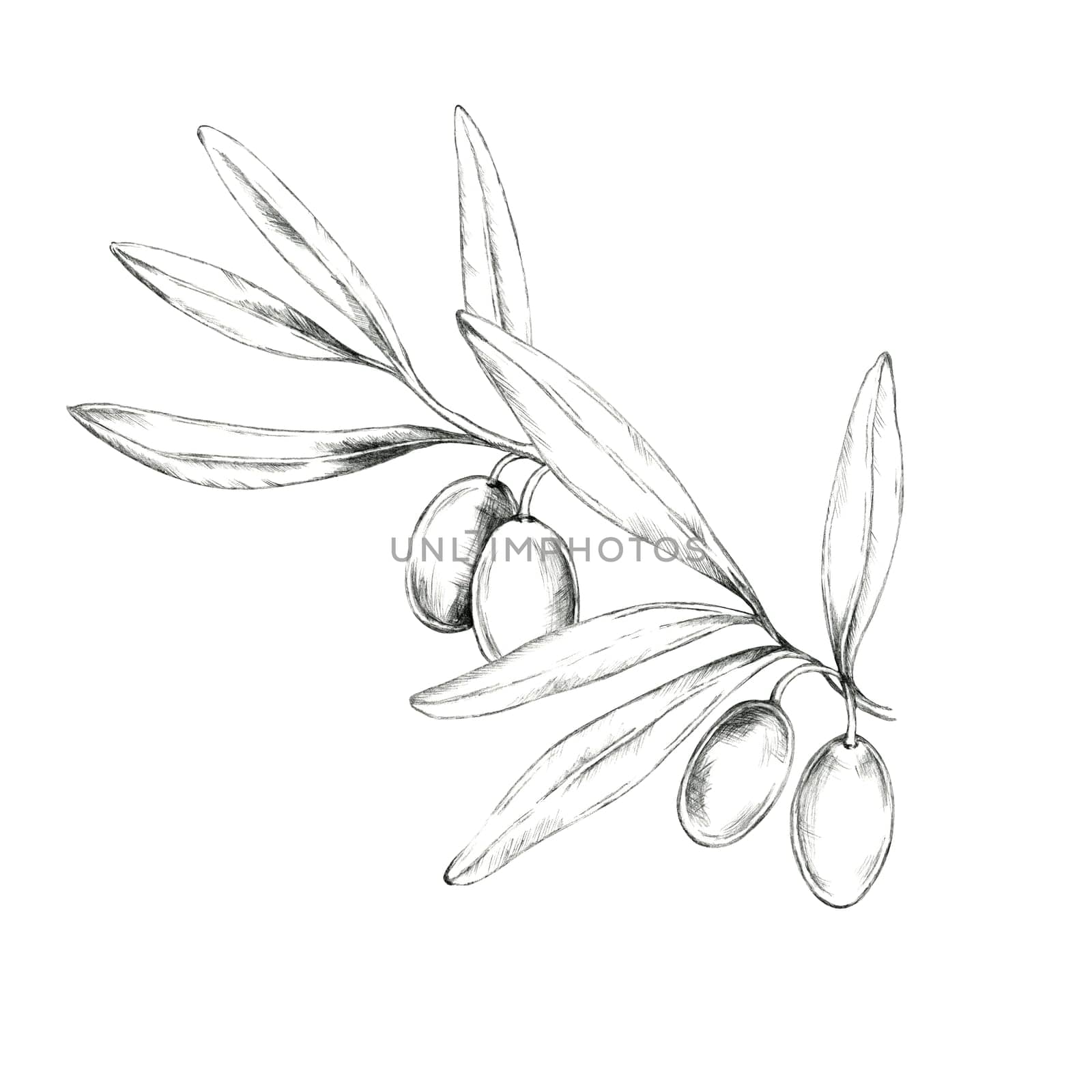 Elegant pencil drawing clipart of an olive branch with four fruits and slender leaves. This illustration can be used in website design, branding, or as a decorative motif in packaging or invitations