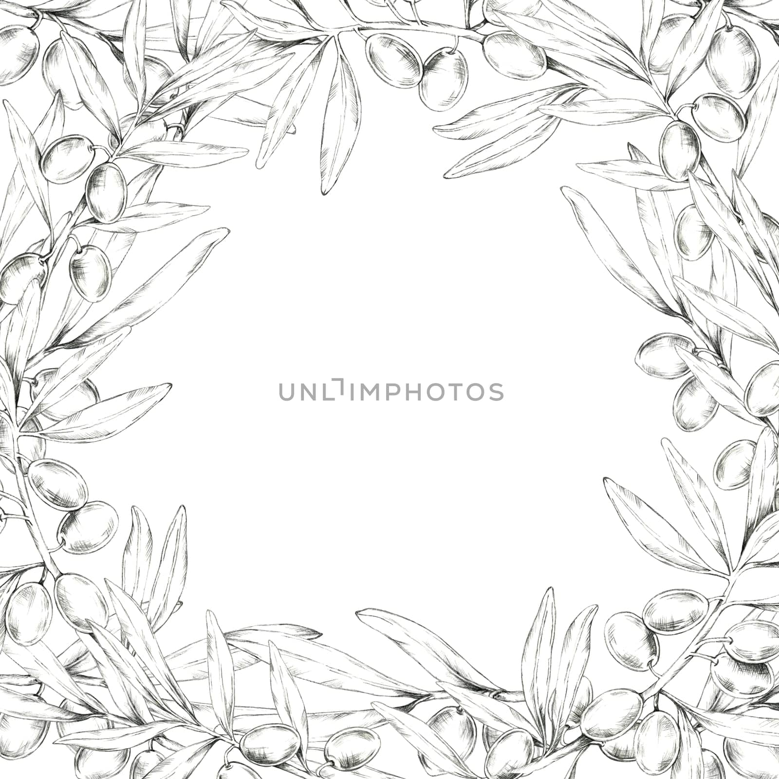 A detailed pencil drawing clipart of olive branches forming a square border. Perfect for use in creating frames, borders for invitations, packaging design, or merchandise with natural element