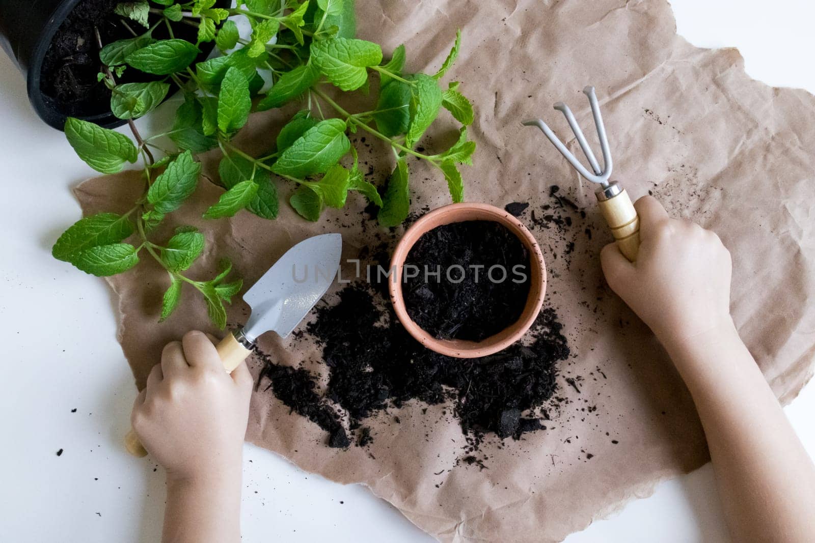 Child gardening with tools. Planting mint in a clay pot on brown paper.
