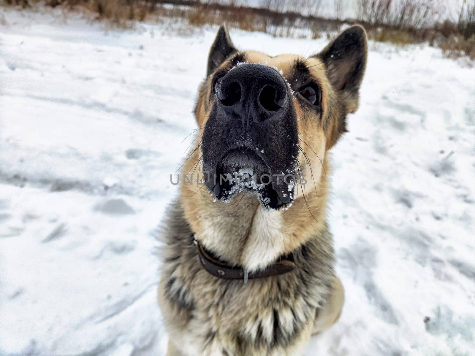 Dog German Shepherd in winter day, white snow and tree around. Waiting eastern European dog veo in park or forest. Partial focus