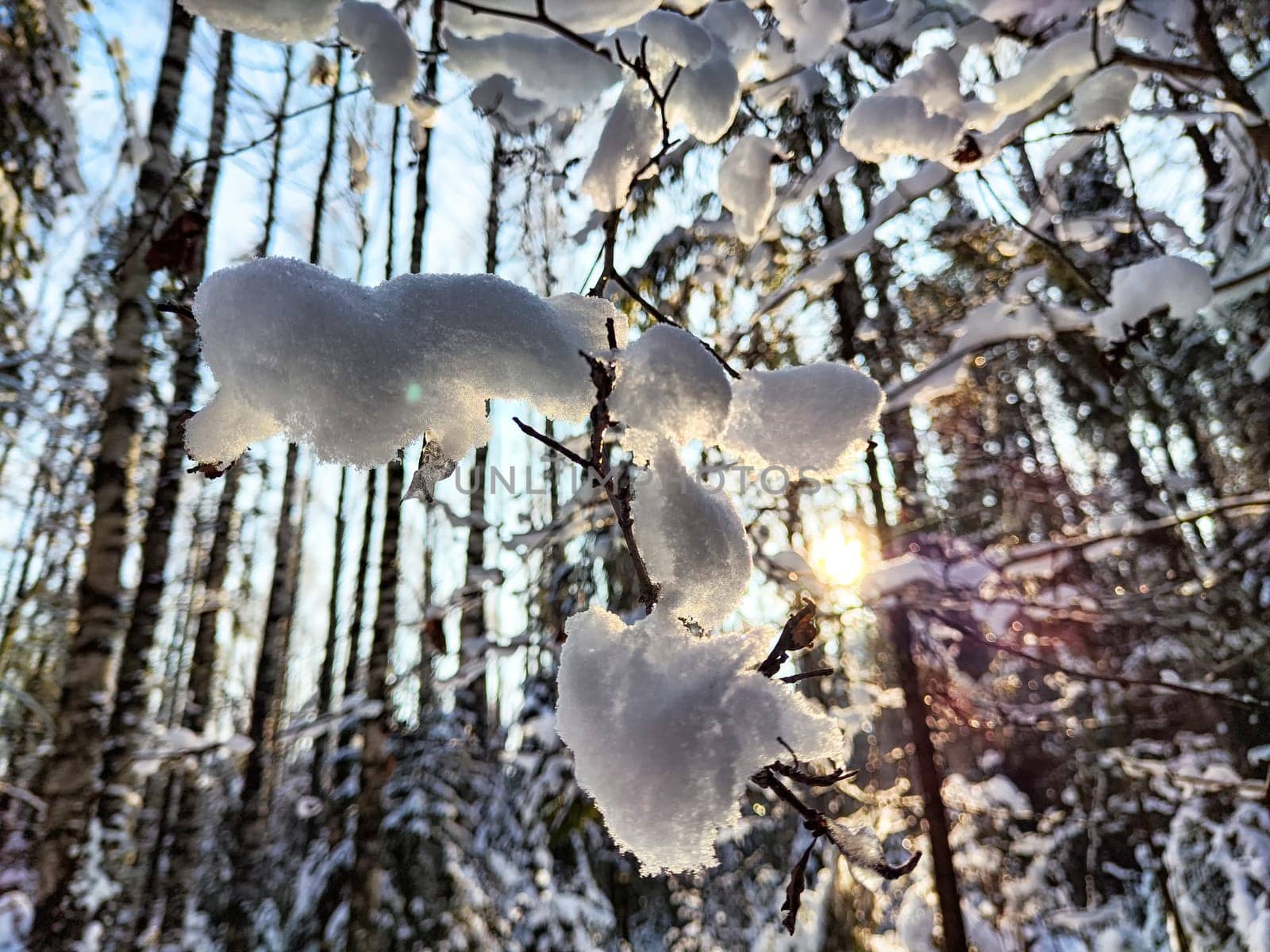 Branches adorned with soft, white snow catch the warm rays of sunlight in a tranquil winter forest, showcasing nature's beauty.
