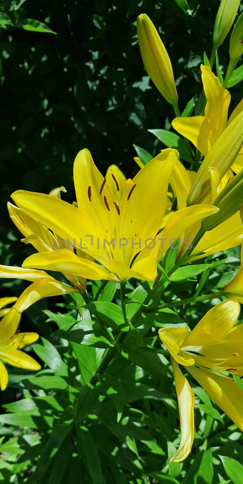 A close-up view of yellow lilies in bloom, surrounded by green foliage. The lilies have visible water droplets on their petals,