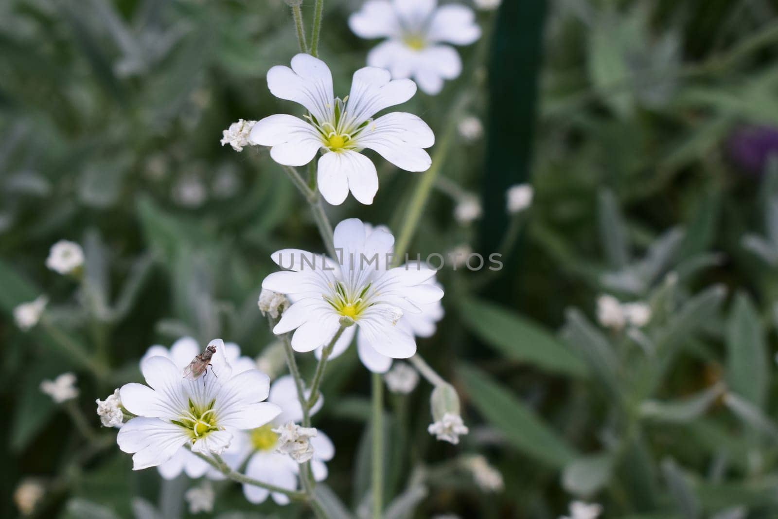 A cluster of small white flowers with five petals each, (cerastium biebersteinii). The flowers have a yellow center and are surrounded by green foliage. They appear to be growing close together, typical of ground cover plants or ornamental garden plants.