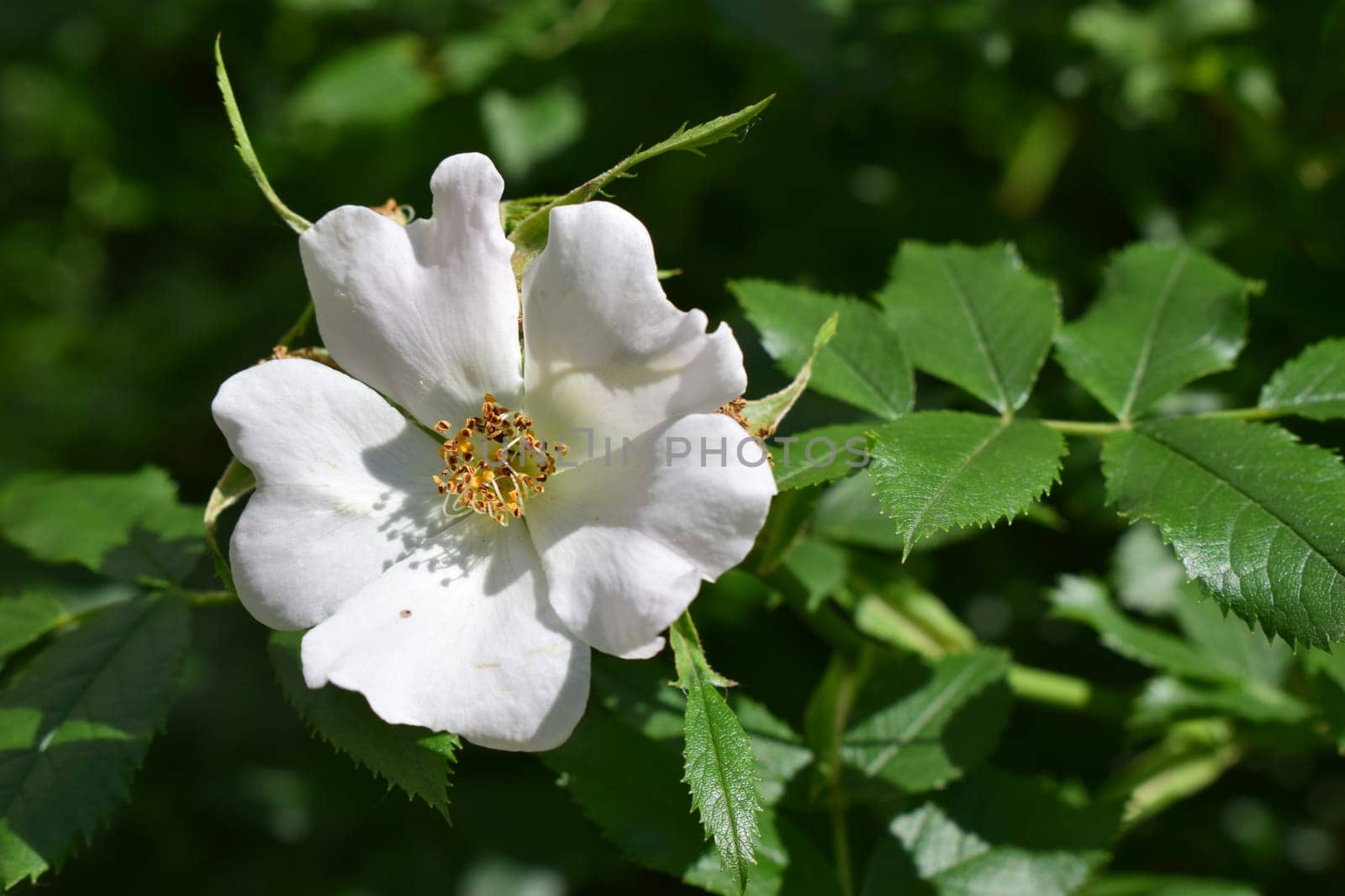White rosehip flower with soft petals, surrounded by dark green leaves, in a natural setting. Yellowish stamens are visible in the center of the flower.