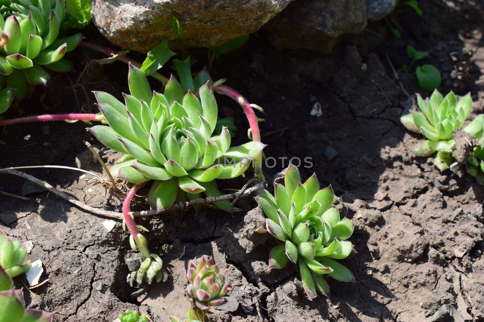 A close-up of a succulent plant with rosette-shaped leaves, displaying shades of green with red tips. Sempervivum tectorum. The plant is surrounded by soil and other smaller succulents. The lighting suggests a sunny environment, highlighting the vibrant colors of the plants.