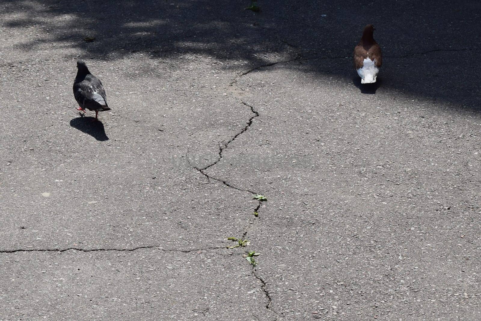Two pigeons on an asphalt surface. There is vegetation growing along the edge of the sidewalk.