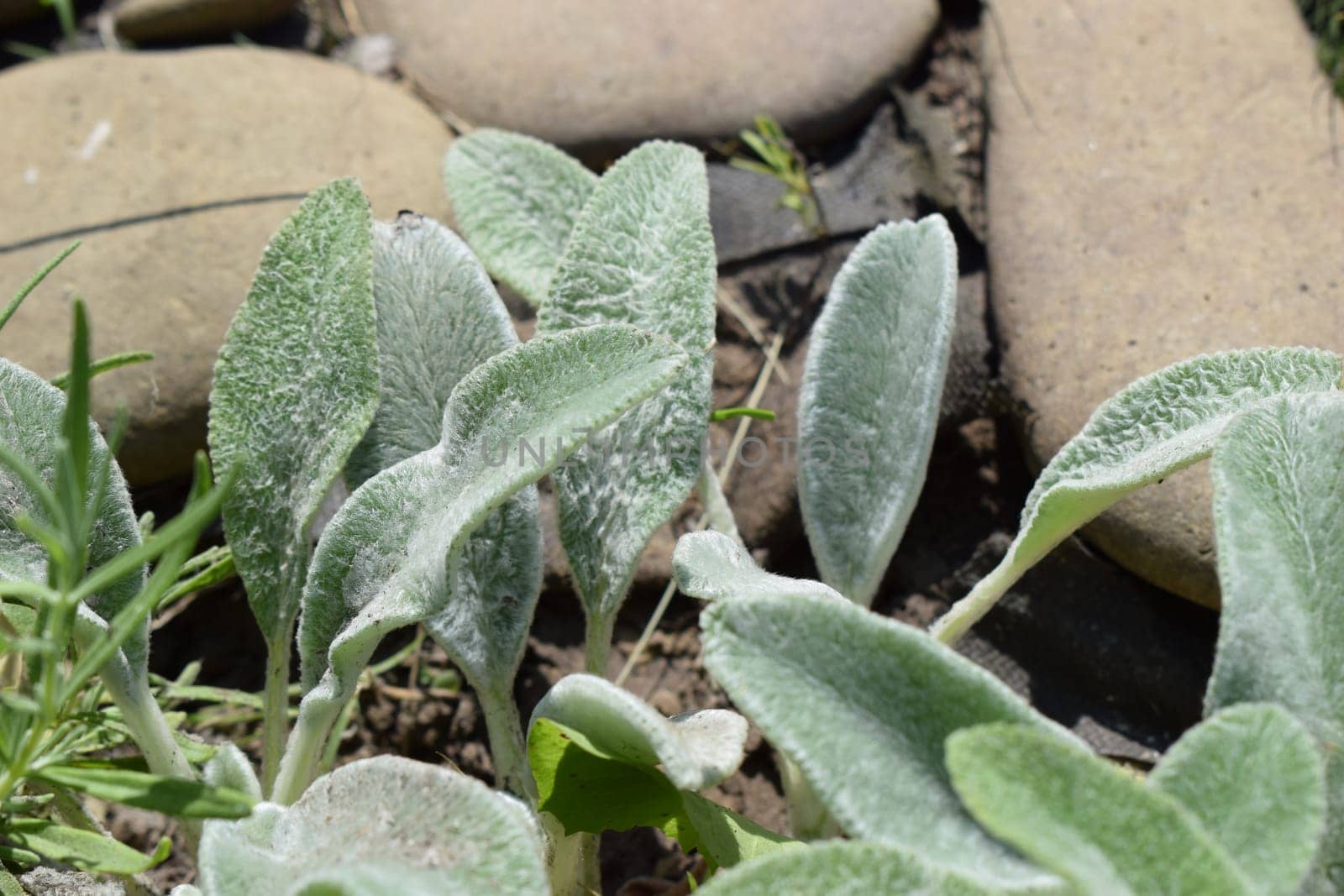 Leaves of a plant known for its velvety smooth appearance, commonly called "lamb's ears". These leaves are light green in color and are located between stones in an outdoor setting. The texture of the leaves is noticeably woolly, which is characteristic of this ornamental plant species.