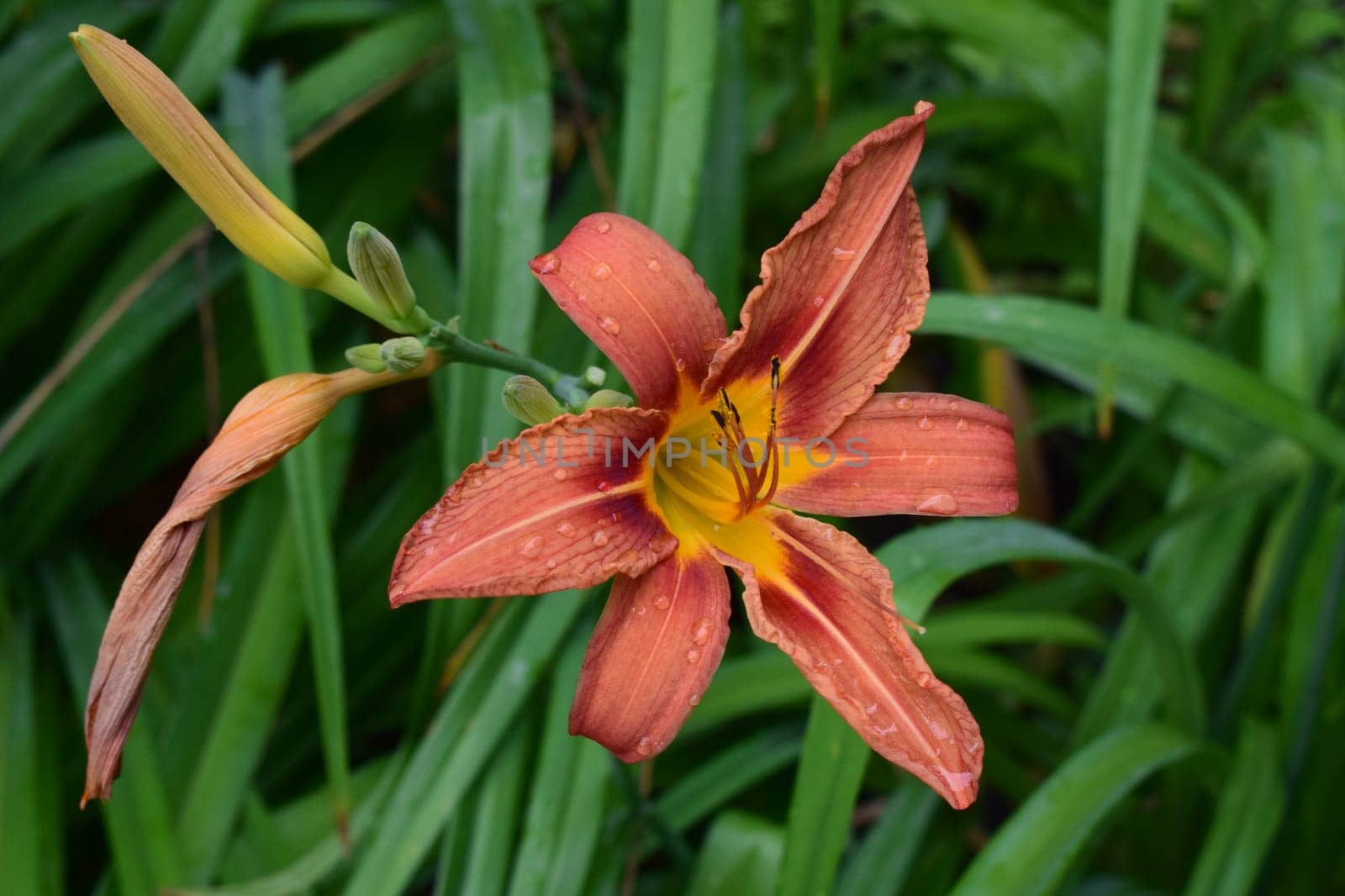 A close-up view of a vibrant orange daylily flower with yellow accents in its center. The background is blurred, consisting of green foliage. Close-Up of Vibrant Orange Daylily with Yellow Accents
