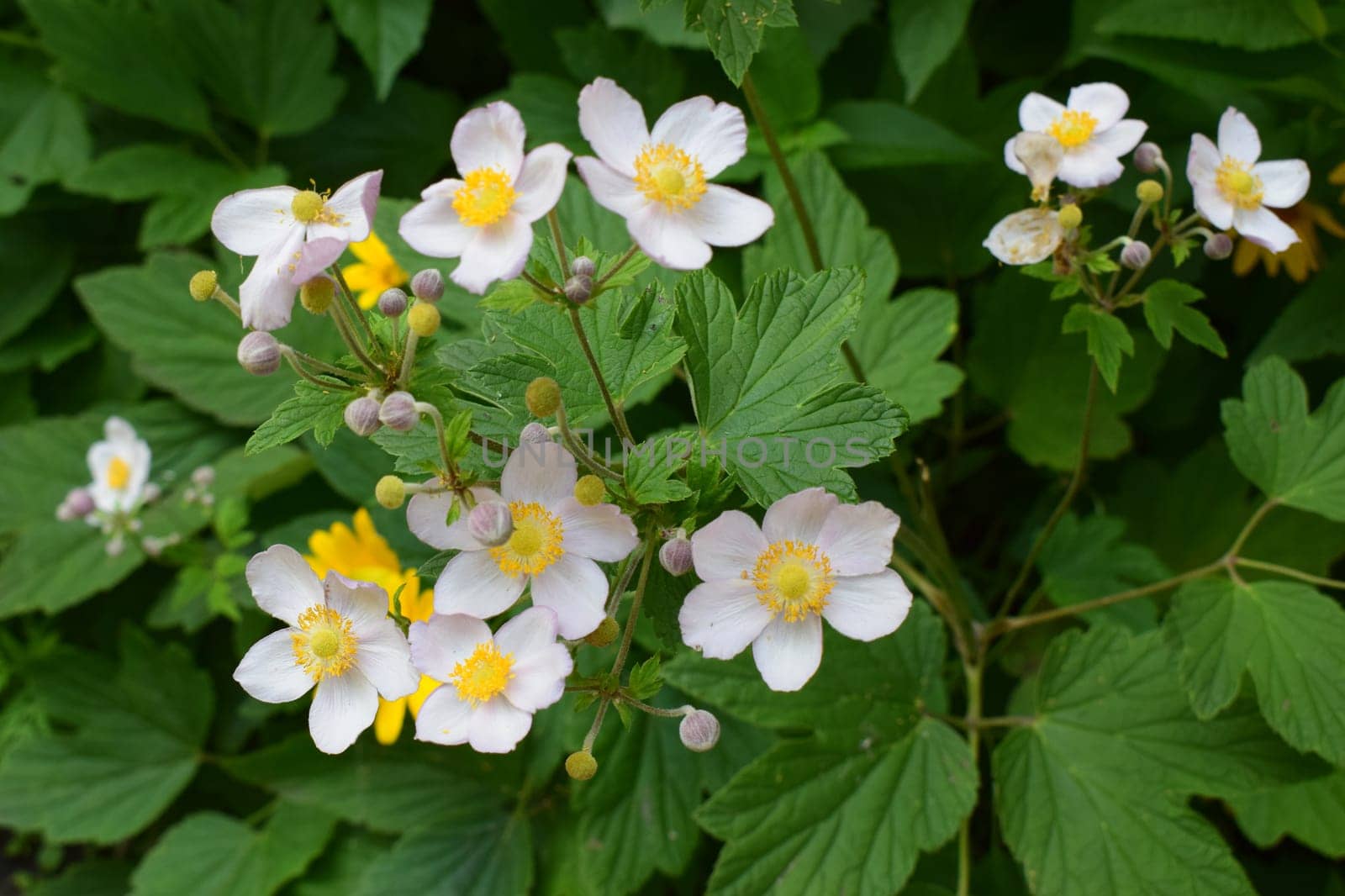 A cluster of white flowers with yellow centers, surrounded by green foliage. The flowers are blooming with some buds yet to open. One yellow flower is visible in the background. The scene is lush and vibrant