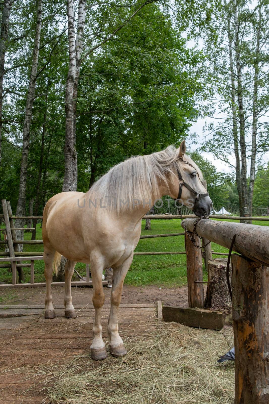 Tan horse stands calmly on wooden platform in a serene rural environment surrounded by lush greenery and rustic fencing.