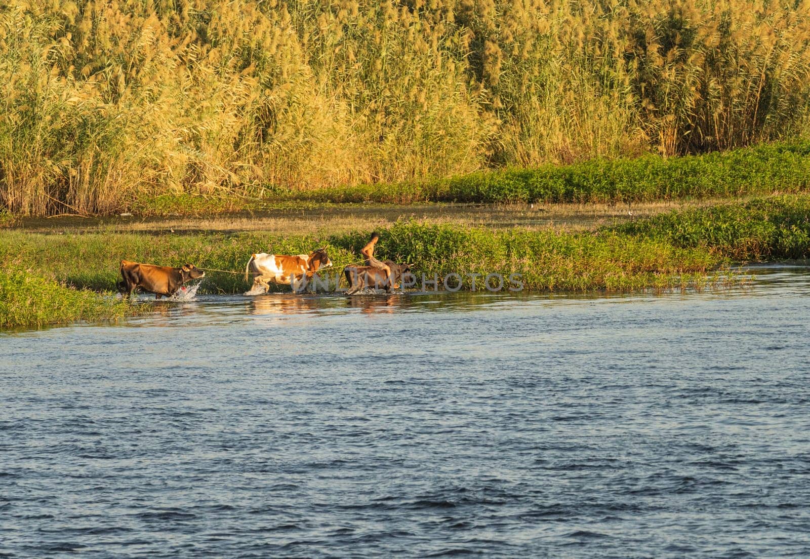 Teenage boy riding a cow or water buffalo along the banks of the River Nile in Egypt