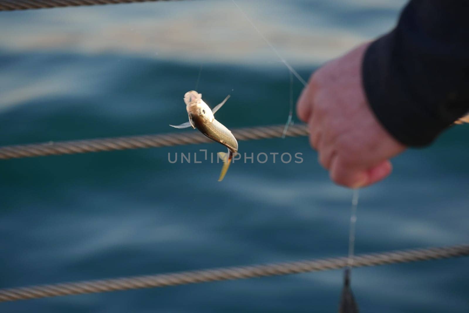 A person pulls in a freshly caught fish by a peaceful sea.