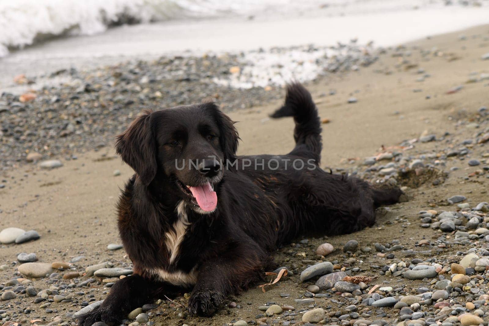 A cheerful black dog lies on a rocky beach, soaking up the sun. Waves gently crash nearby while the dog waits playfully, its tongue hanging out in delight.
