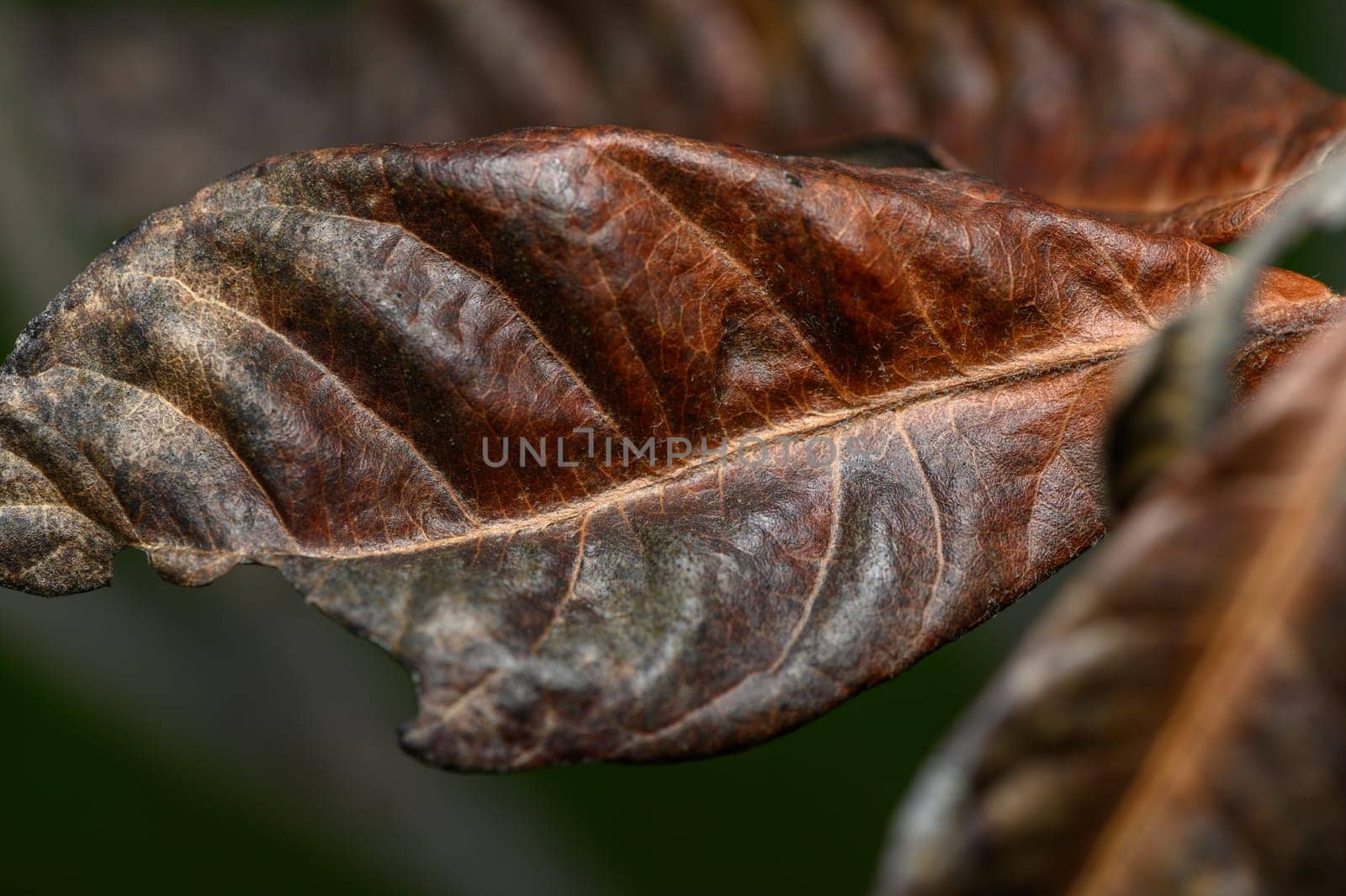 Captivating view of a brown, textured leaf revealing intricate details under soft light in a lush environment.