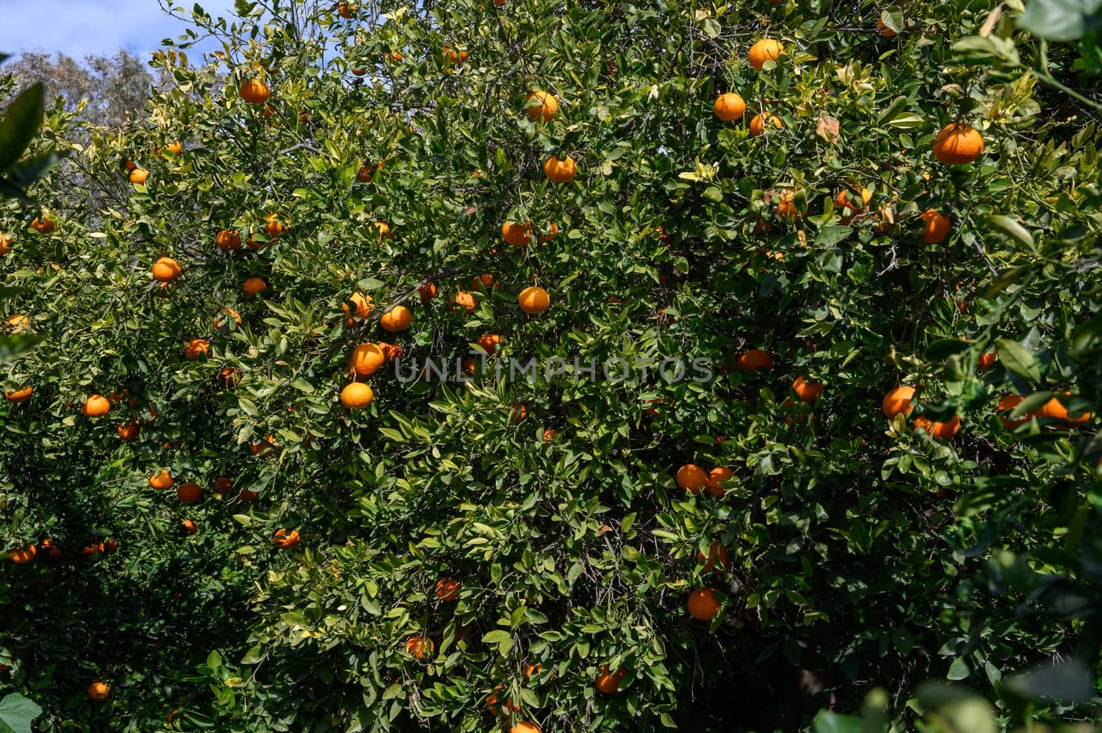 Branches heavy with vibrant oranges sway gently in the warm breeze, surrounded by rich green leaves. The sun casts a golden glow over the orchard, highlighting nature's bountiful harvest.