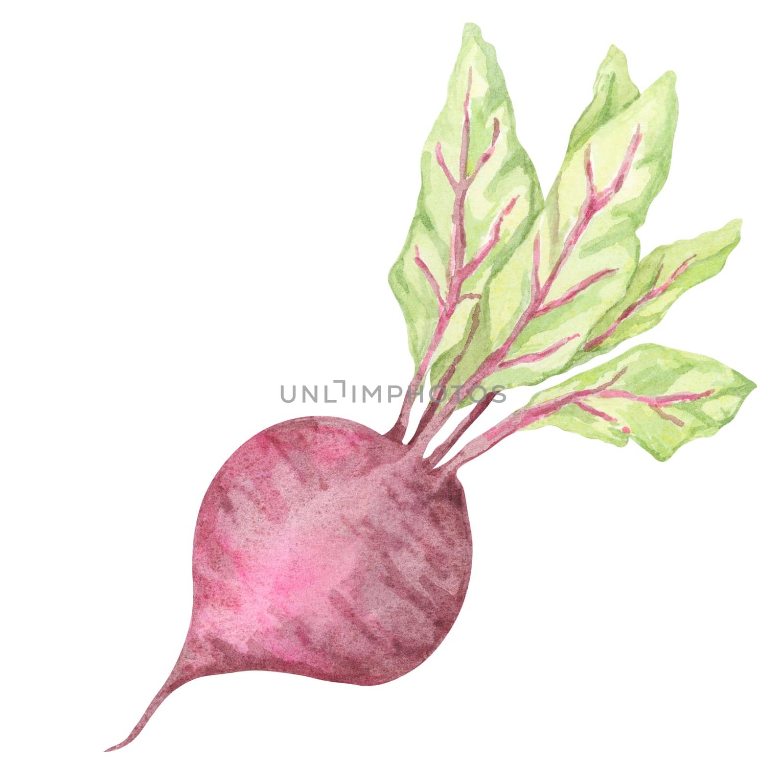 Watercolor beetroot with rich purple bulb and lush green leaves. This hand drawn vegetable clipart works beautifully in farm-fresh branding, farmers market posters, and botanical-themed stationery