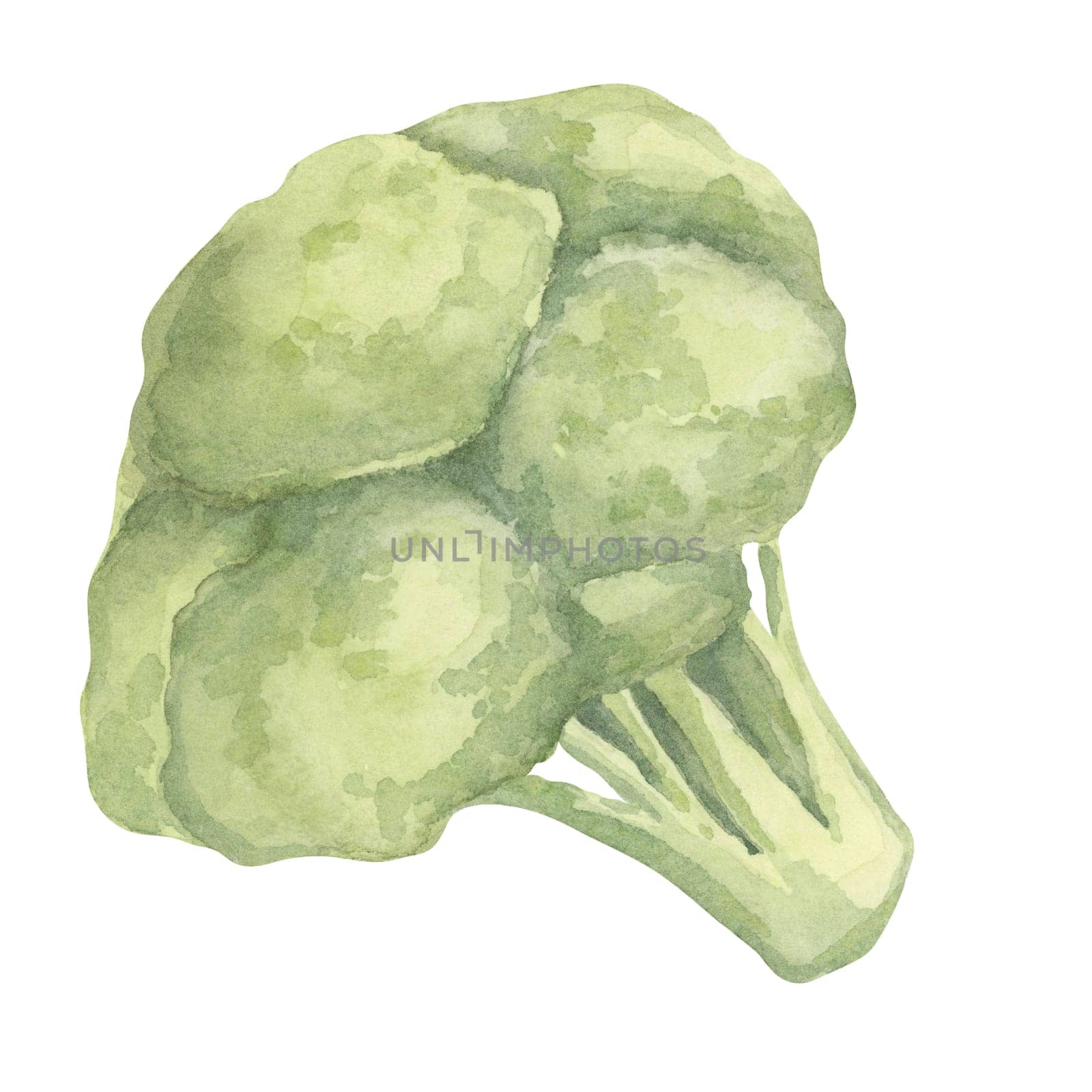 A watercolor broccoli featuring a dense, rounded green crown and a sturdy stalk. Great for educational materials about vegetables, restaurant menus, and eco-friendly tote bag designs