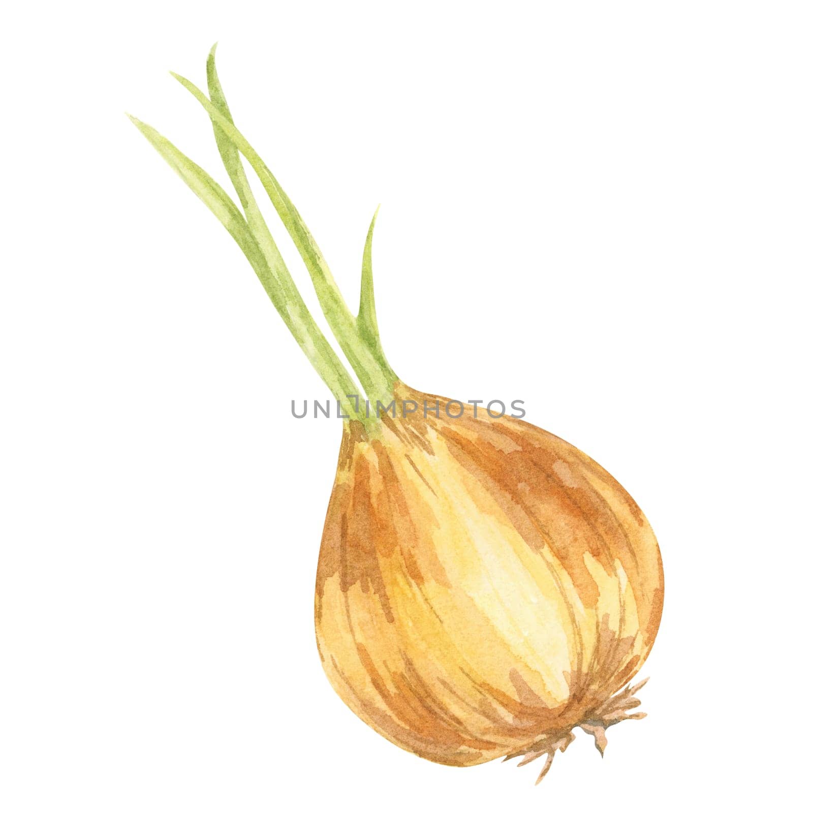 A watercolor onion with a warm amber-toned bulb and fresh green shoots. Hand drawn vegetable clipartcIdeal for gardening guides, farm-inspired logos, and fresh produce advertising