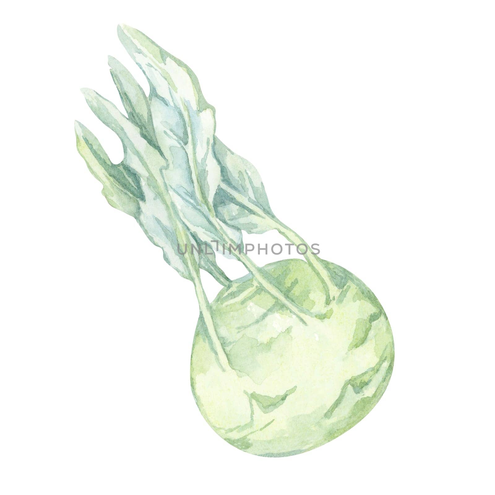 A single kohlrabi depicted in soft green and blue hues. Vegetable hand drawn watercolor clipart for botanical prints, labels, seed packet designs, and health food promotional materials