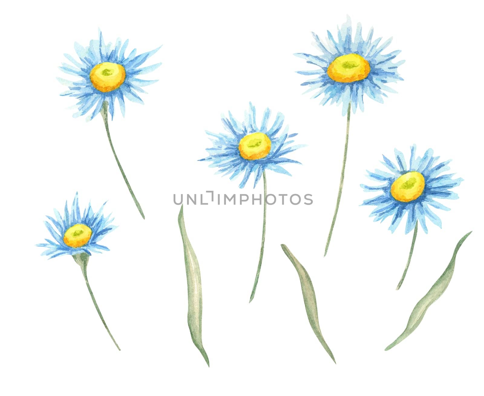 Blue and yellow aster flowers watercolor clipart with delicate green stems. Perfect for creating floral-themed stationery, textile patterns, invitations, or botanical digital designs