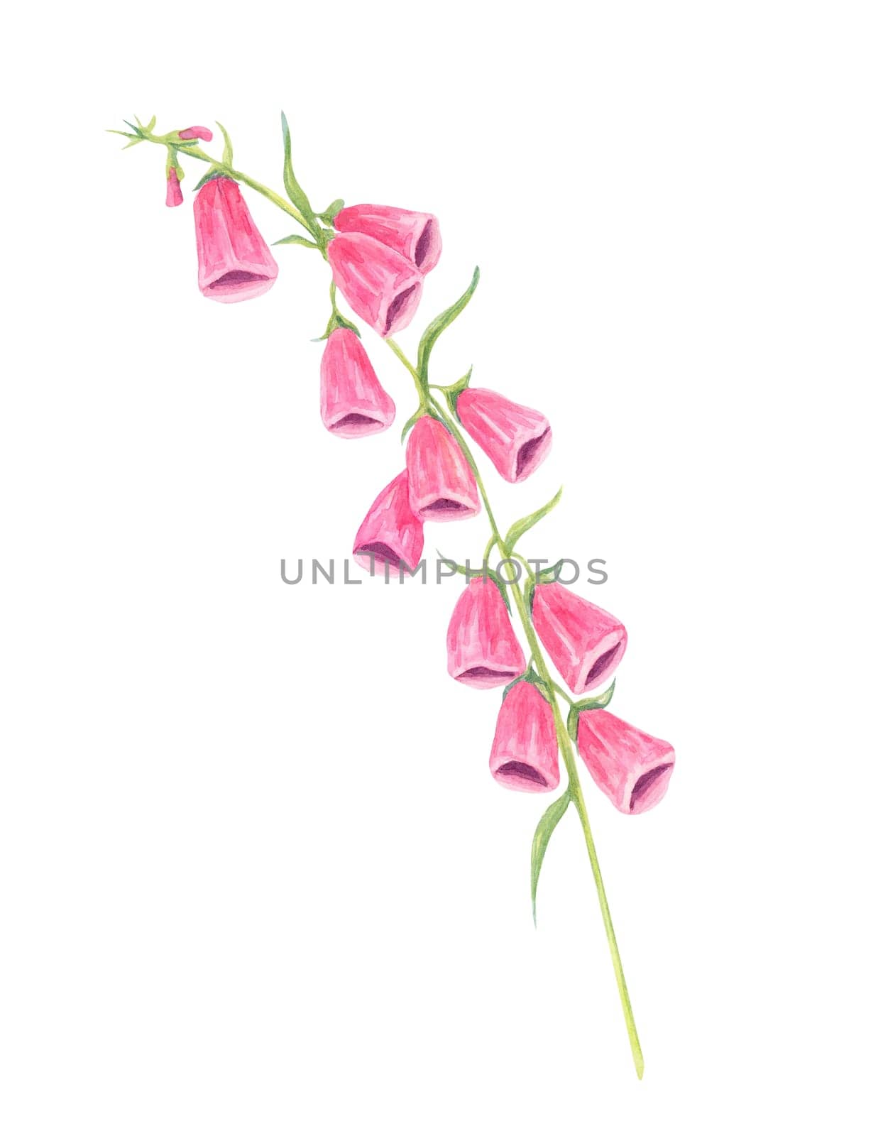 Pink foxglove flowers watercolor clipart with soft green leaves. Perfect for floral arrangements, botanical branding, packaging designs, and elegant wedding invitations