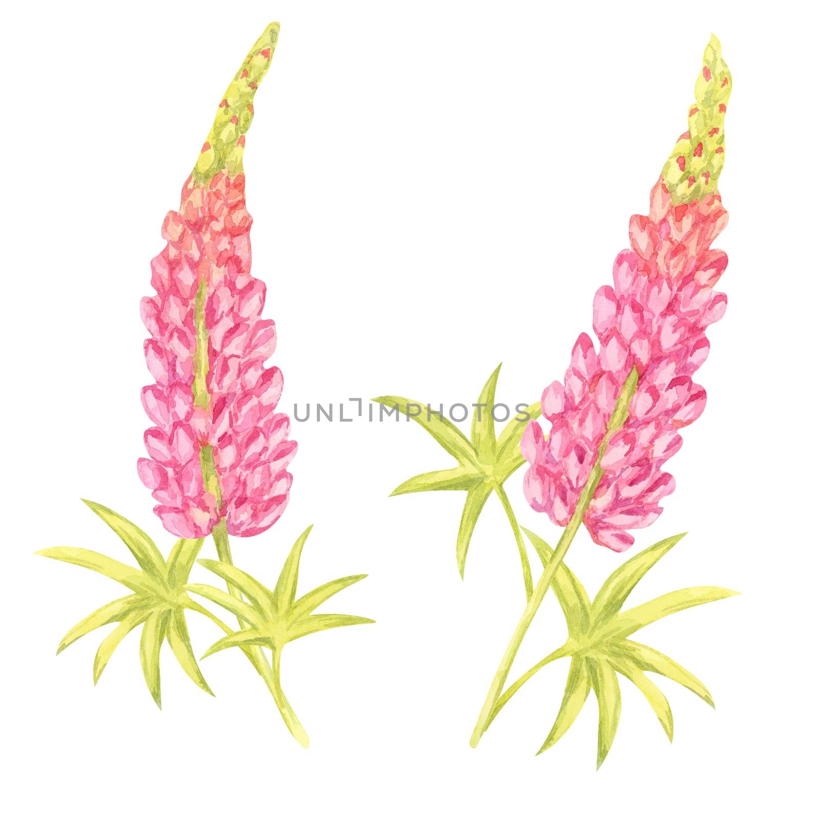 Twin pink lupin stalks watercolor clipart with green leaves. Ideal for creating elegant botanical patterns, wedding designs, digital backgrounds, and decorative prints
