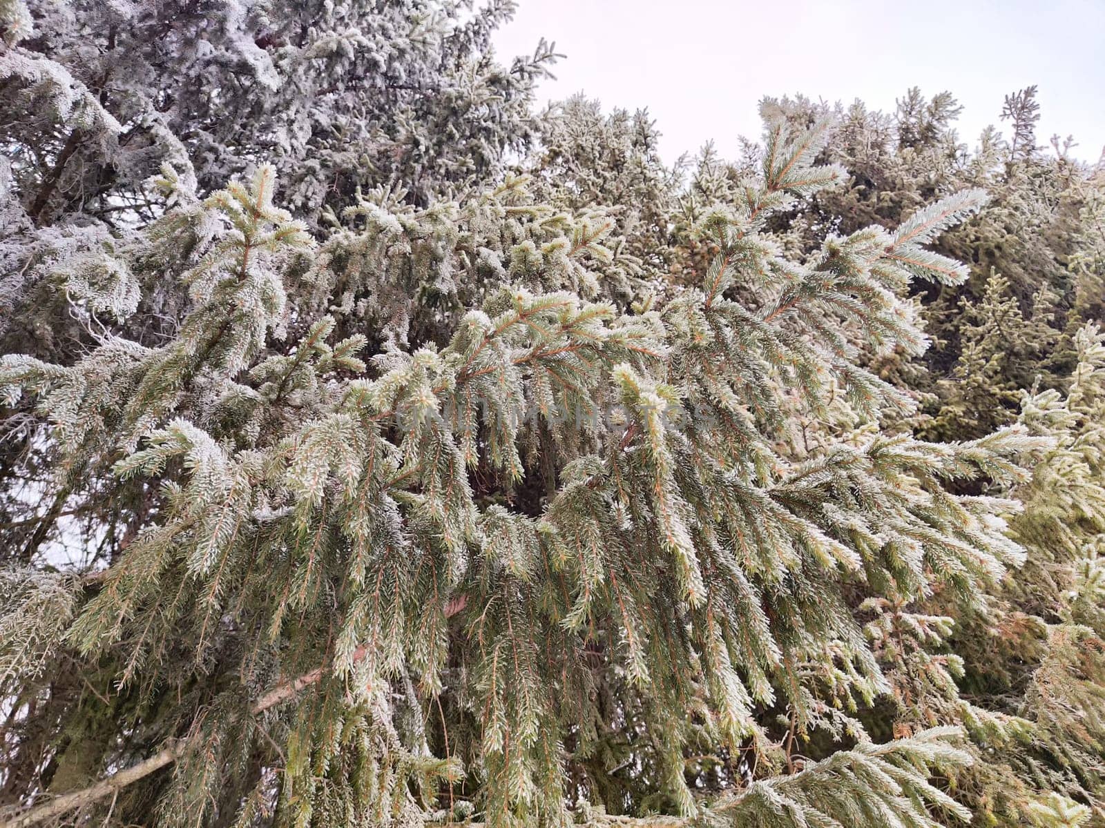 Evergreen branches coated in frost create a beautiful winter landscape in a forest on a cold morning.