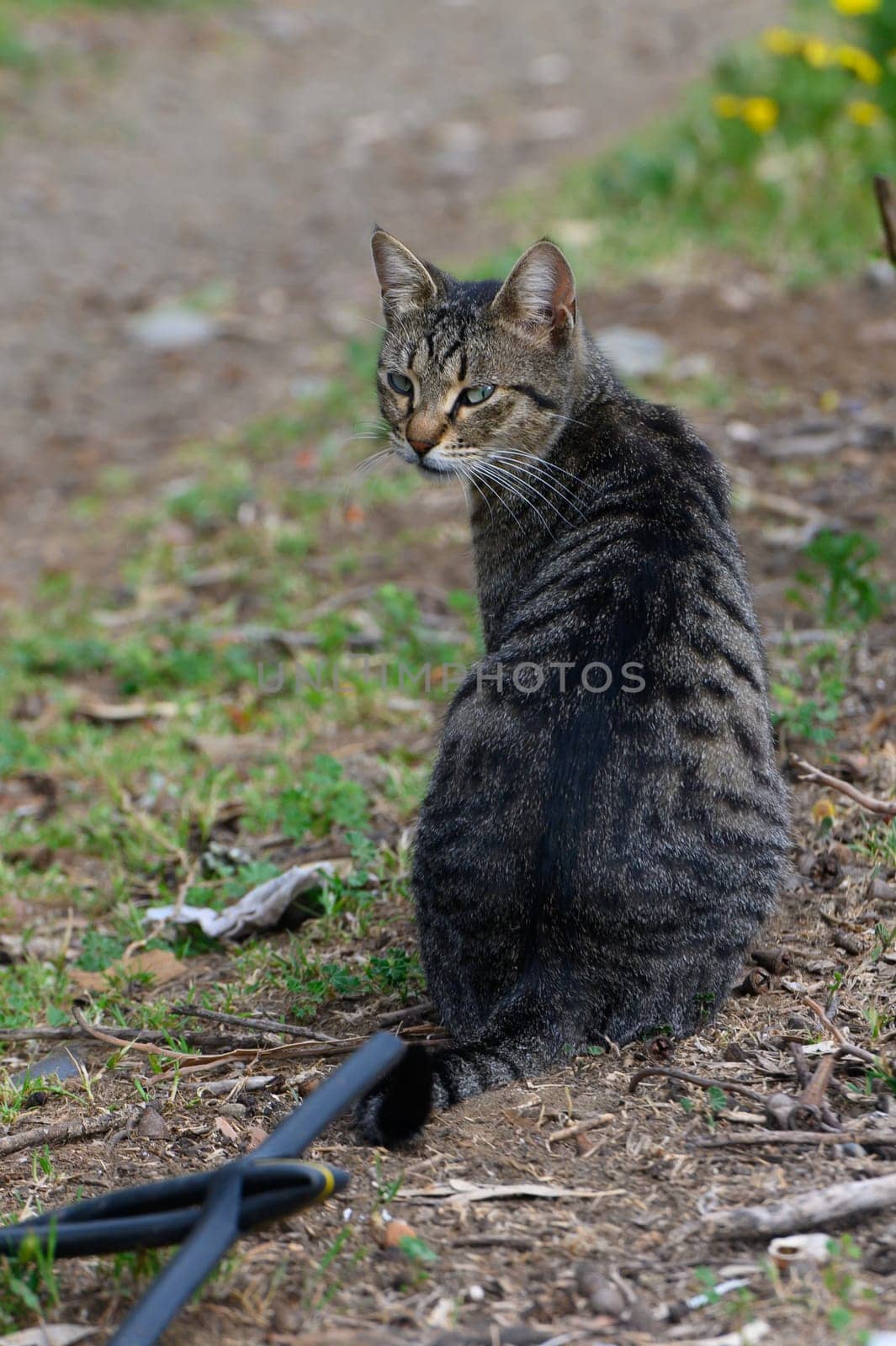 A striped tabby cat sits elegantly on a garden path, surrounded by greenery. The afternoon light casts a warm glow, highlighting its sleek fur while the cat's curious gaze surveys the surroundings.