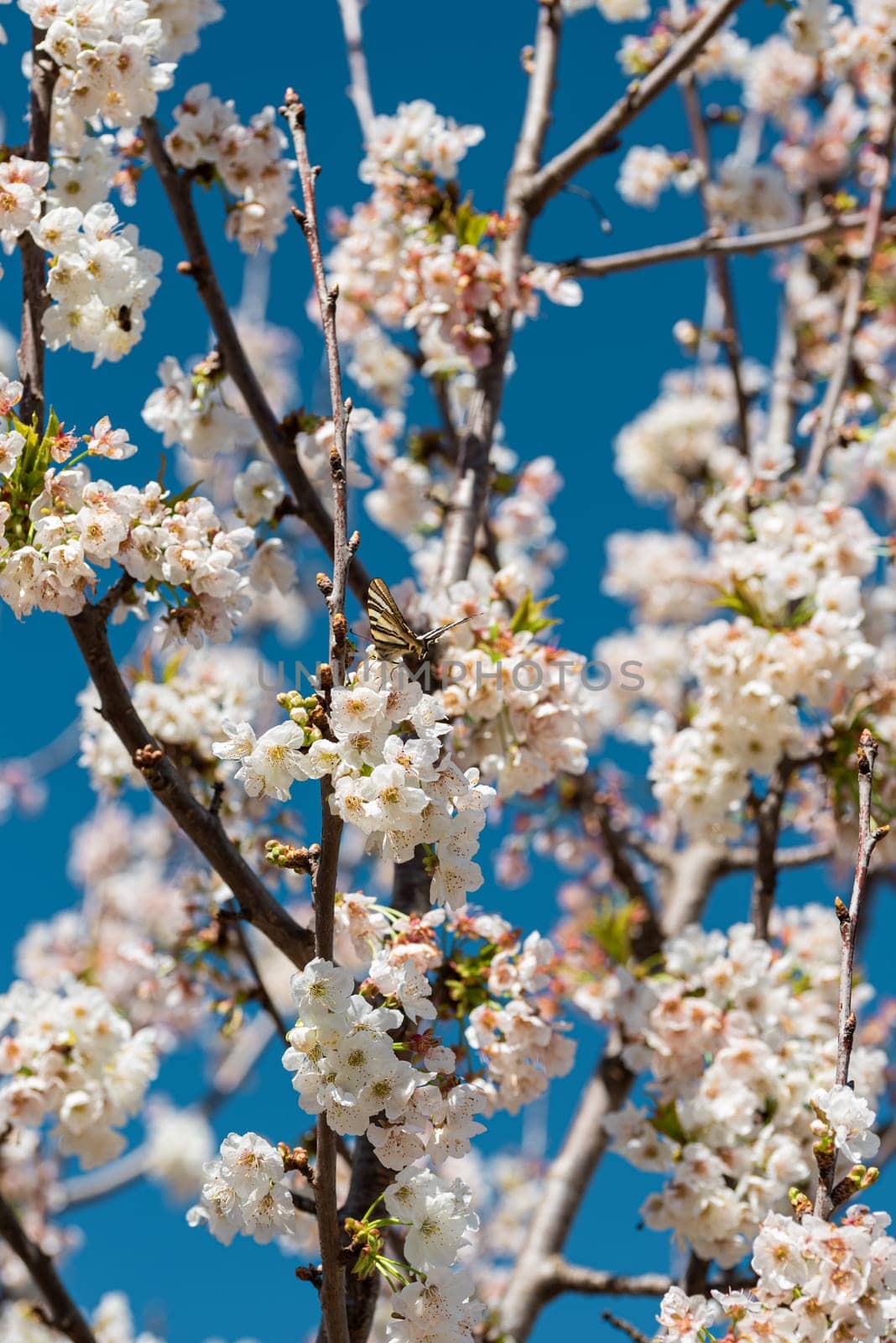 Immerse yourself in a dreamlike scene as a butterfly gently alights on a cherry blossom, with softly blurred branches in the background, illuminated by soft, enchanting light