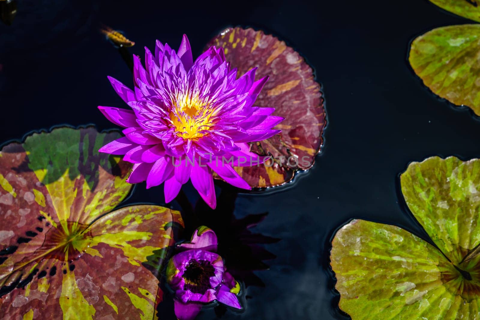 Beautiful purple water lily with leaves in a pond