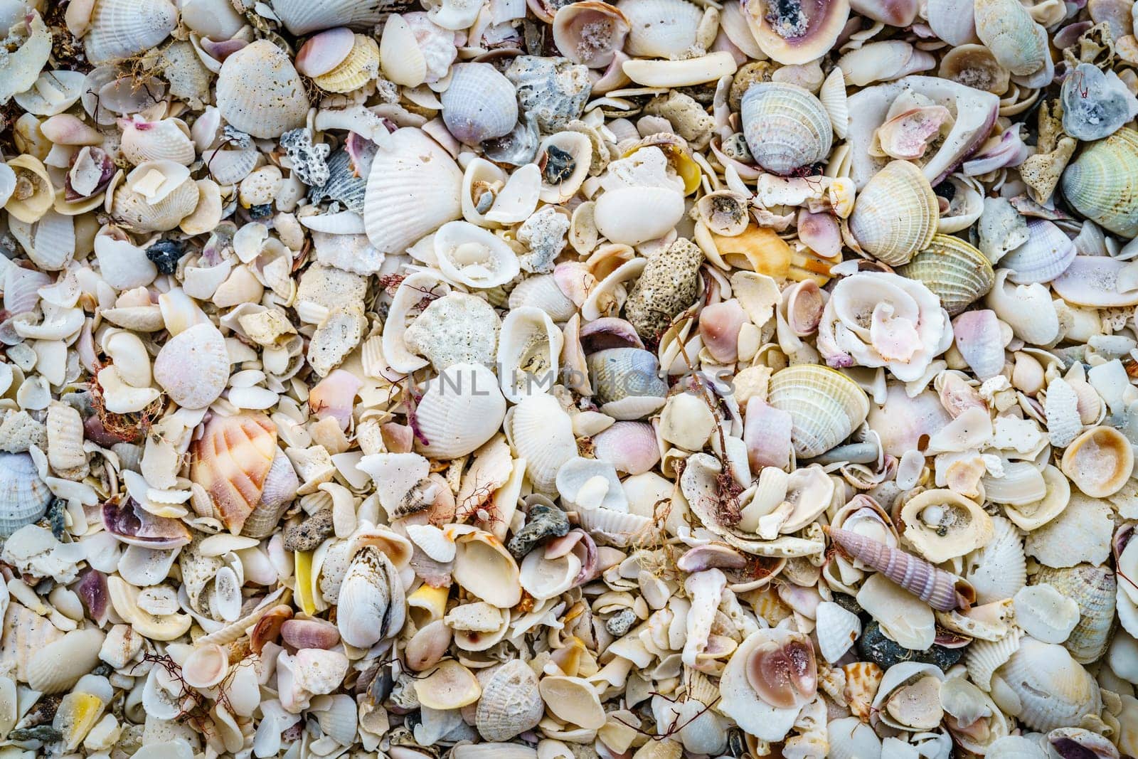 Close-up view of seashells on the beach near Venice, Florida