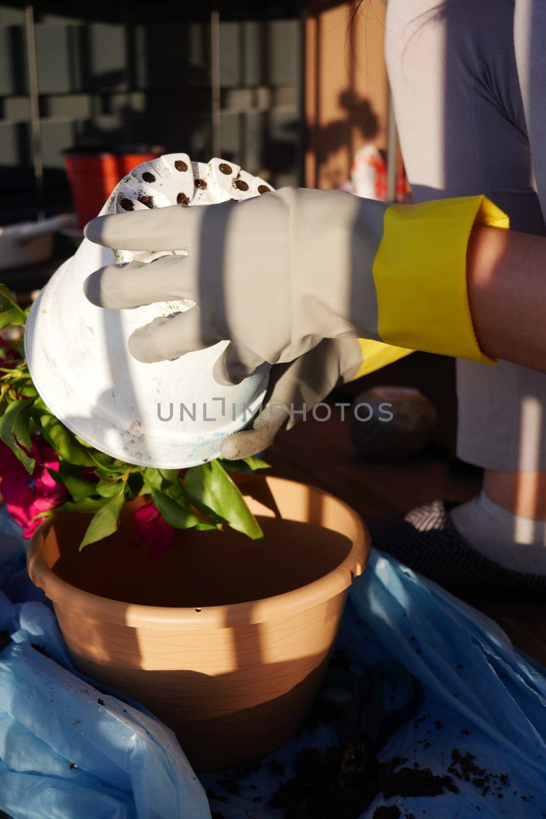 Hands with gloves carefully place a plant into a new pot outdoors.