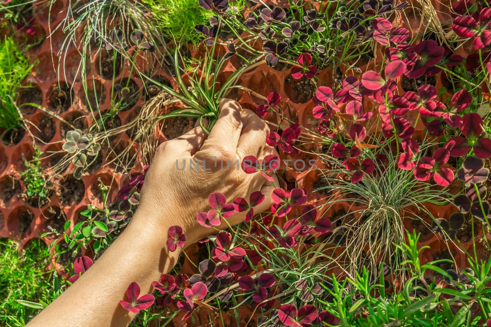 Hand planting new plant on vertical wall. Vertical gardening.
