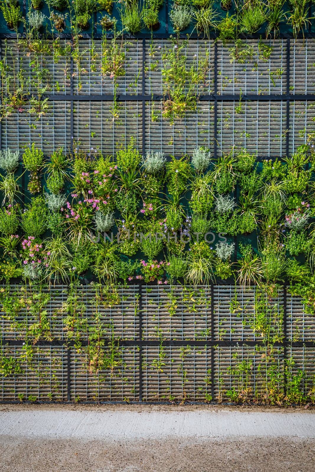 Vertical green garden decoration on the wall. Vertical gardening.