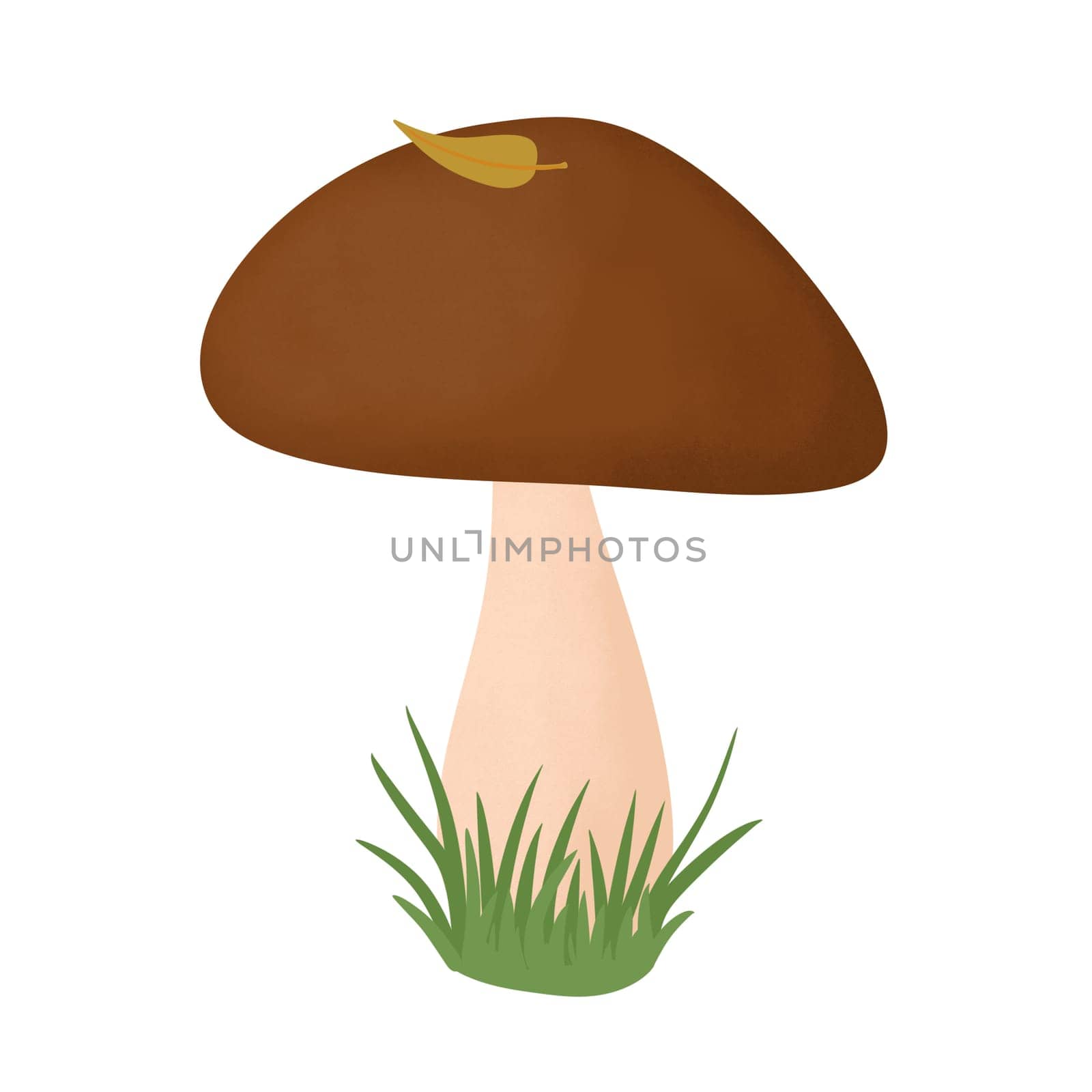 Hand drawn simple mushrooms, fungus forest wood fungi. brown woodland nature botanical illustration bolete chanterelle wild fall autumn edible cooking foraging
