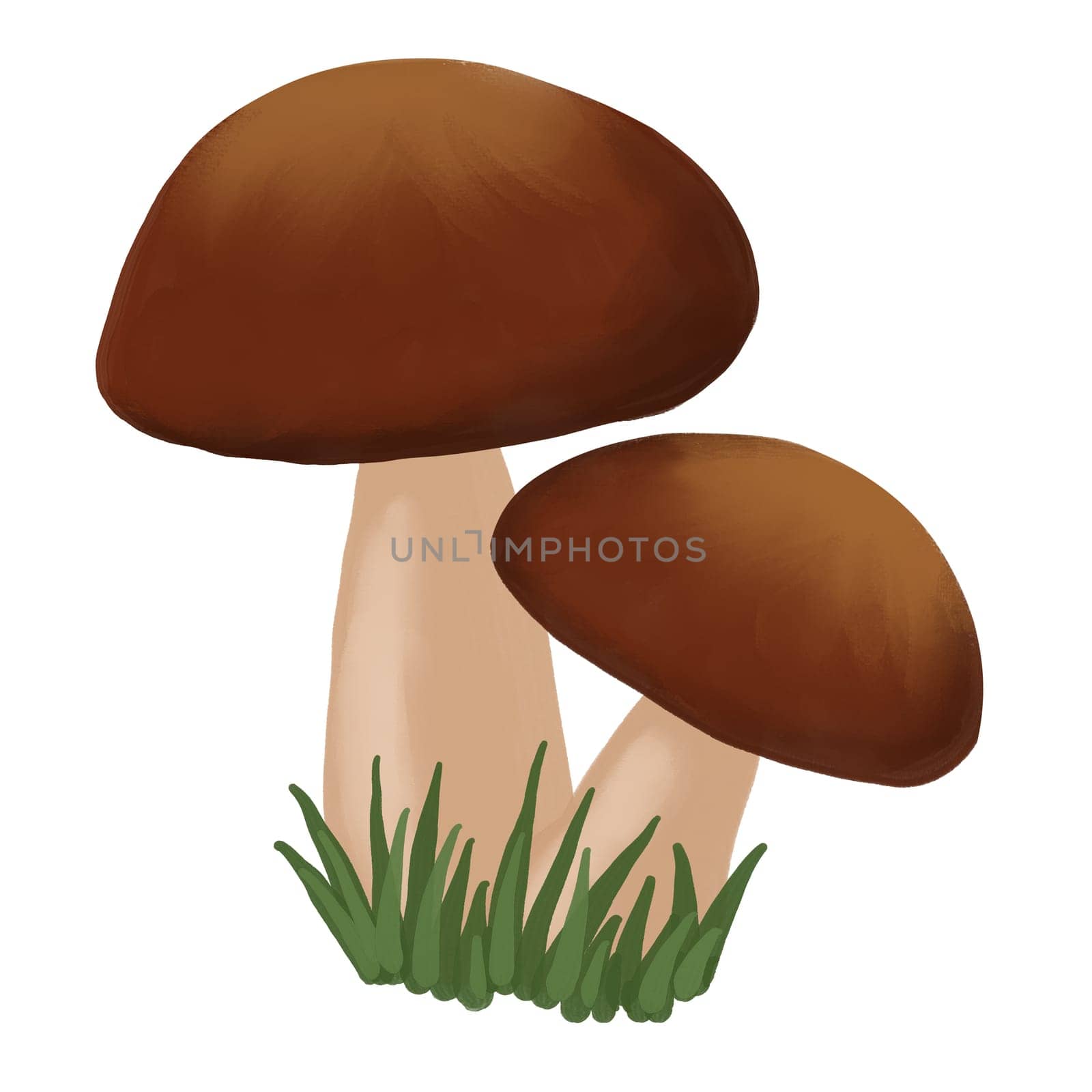 Hand drawn simple mushrooms, fungus forest wood fungi. brown woodland nature botanical illustration bolete chanterelle wild fall autumn edible cooking foraging