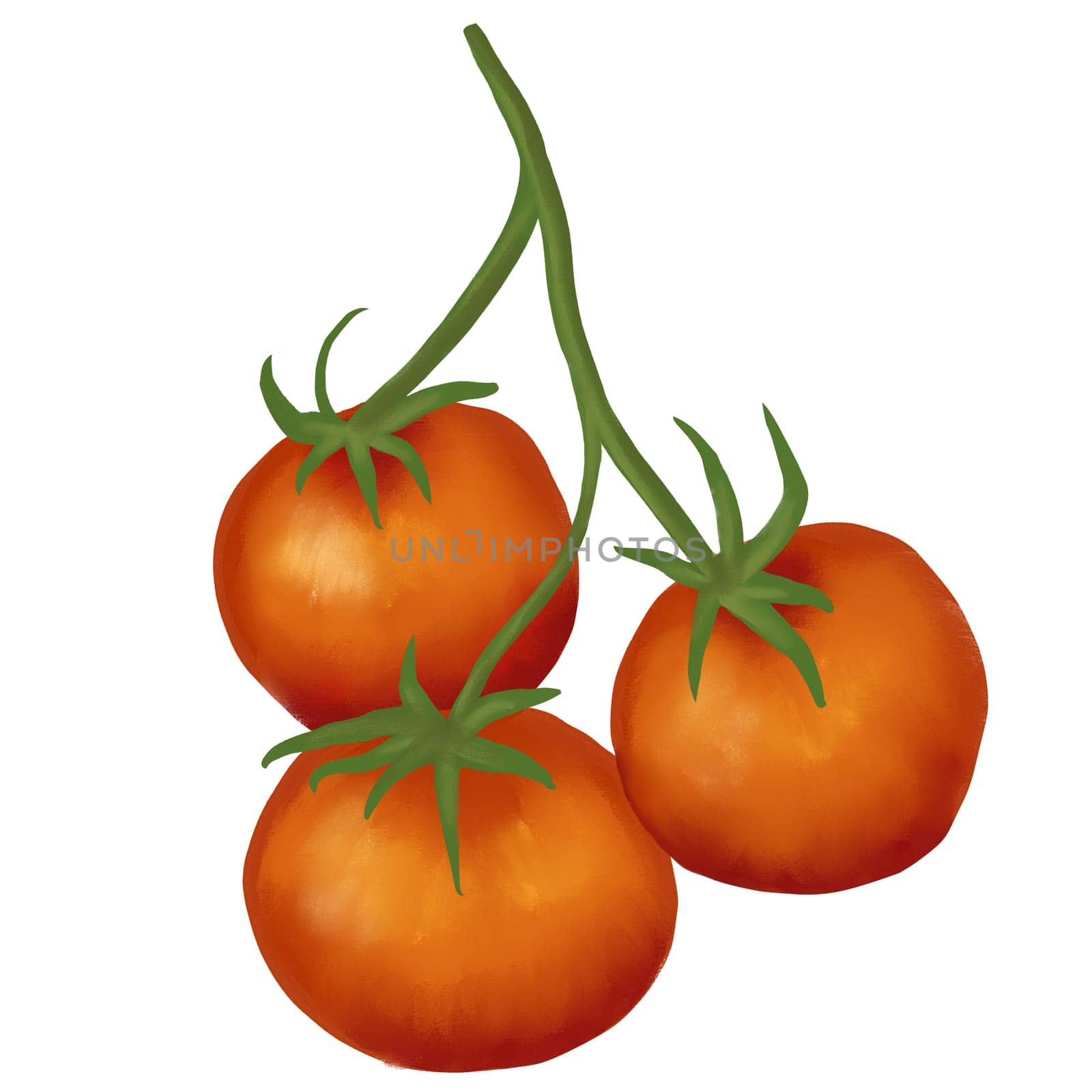 Hand drawn illustration of large cherry tomato on branch. Elegant watercolor vegetable food for packaging farmer market item, logo for tomato producer, sketch drawing