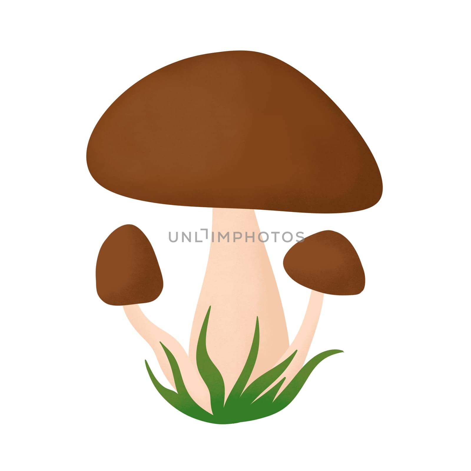 Hand drawn simple mushrooms, fungus forest wood fungi. brown woodland nature botanical illustration bolete chanterelle wild fall autumn edible cooking foraging