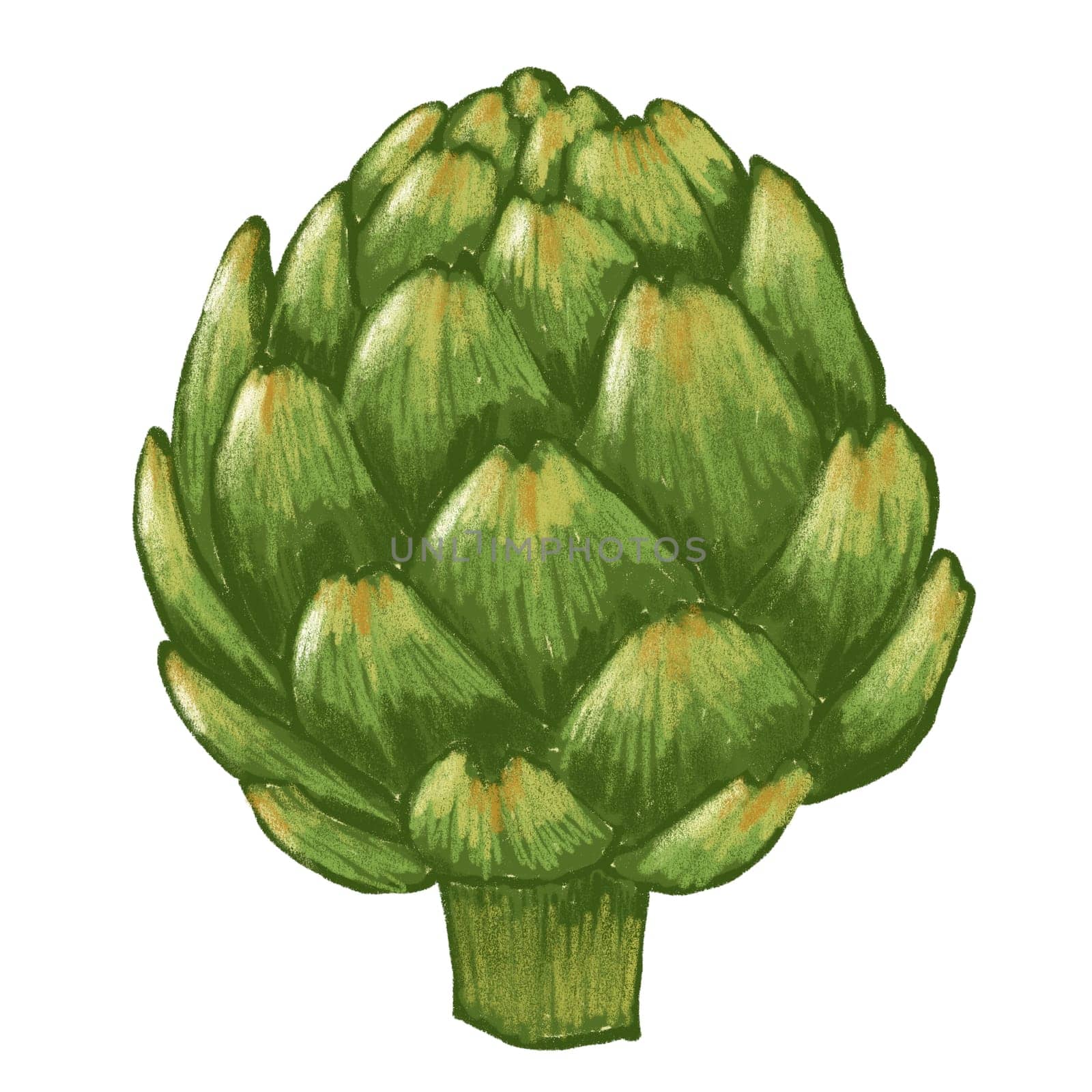 Hand drawn illustration of green artichoke farm vegetable on white isolated background. Food agriculture vegetarian kitchen cuisine, edible eating menu gourmet, delicious plant