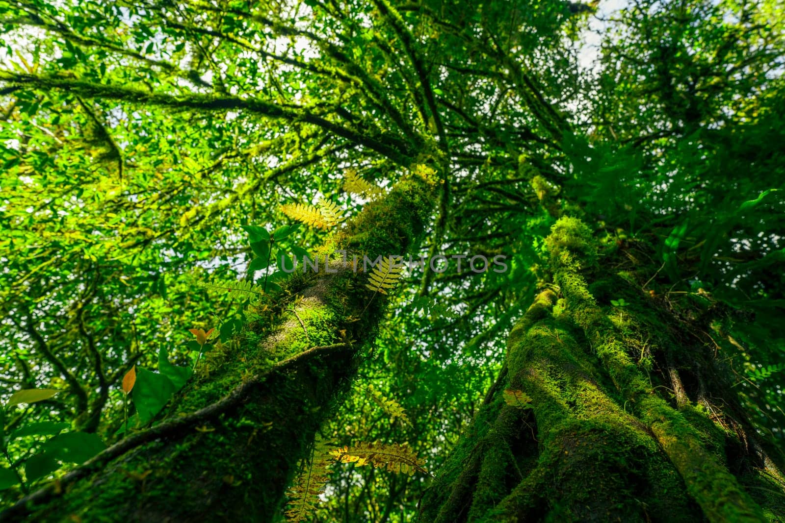 Bottom view of tree trunk with moss to green leaves of trees in forest. Tree forest for sale carbon credit. Carbon dioxide reduction. World environment day background. World natural source of oxygen.
