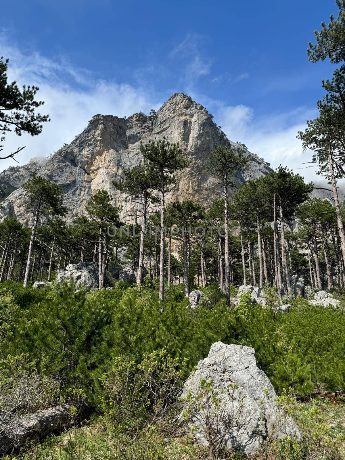 landscape on rocks and coniferous pine forest