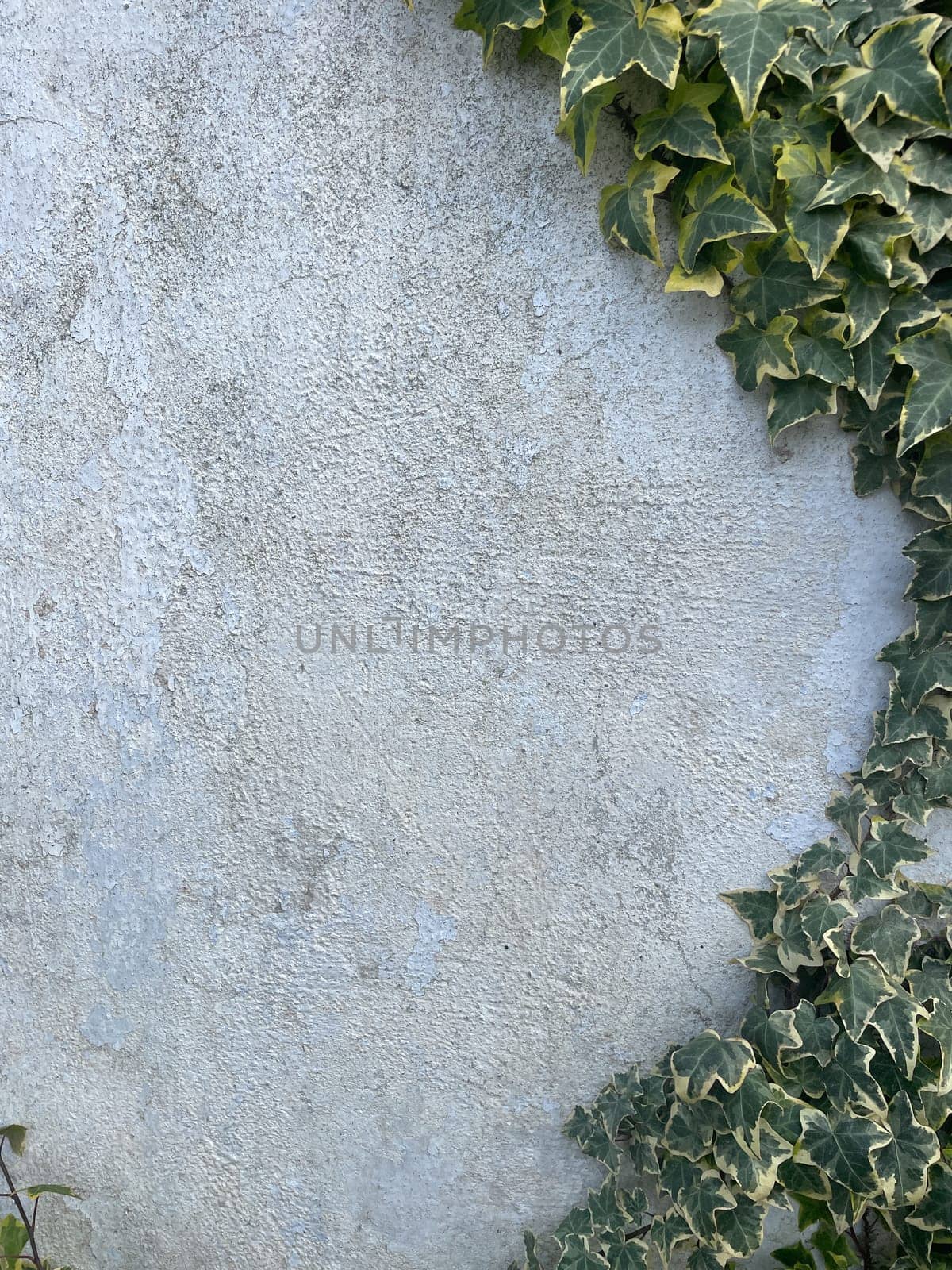 Grey Vintage Wall and Green Leaves Texture Texture As Background