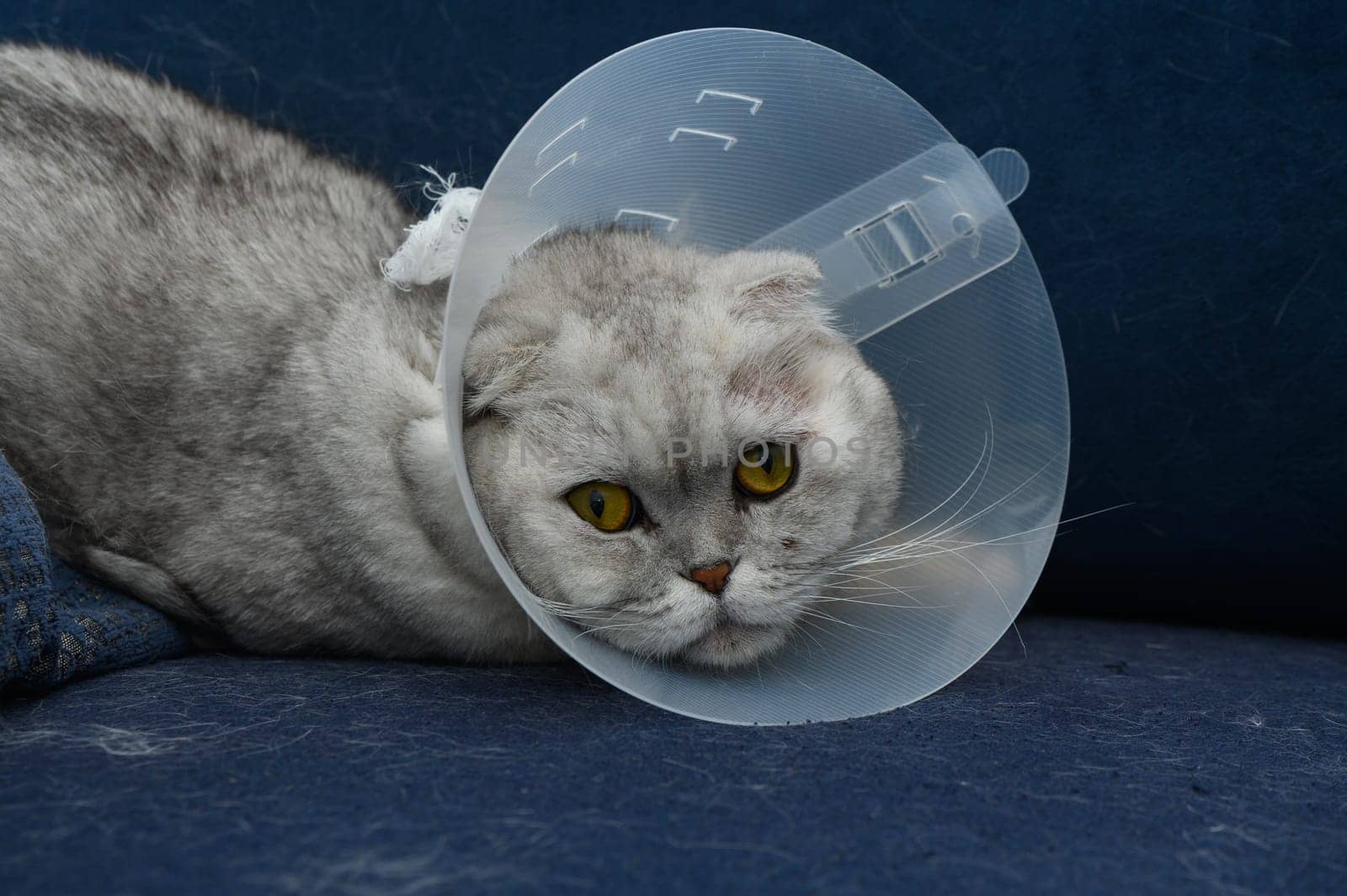 A grey cat with distinctive round ears relaxing on a blue couch, wearing a protective cone. Its large yellow eyes convey a mix of curiosity and vulnerability in cozy surroundings.