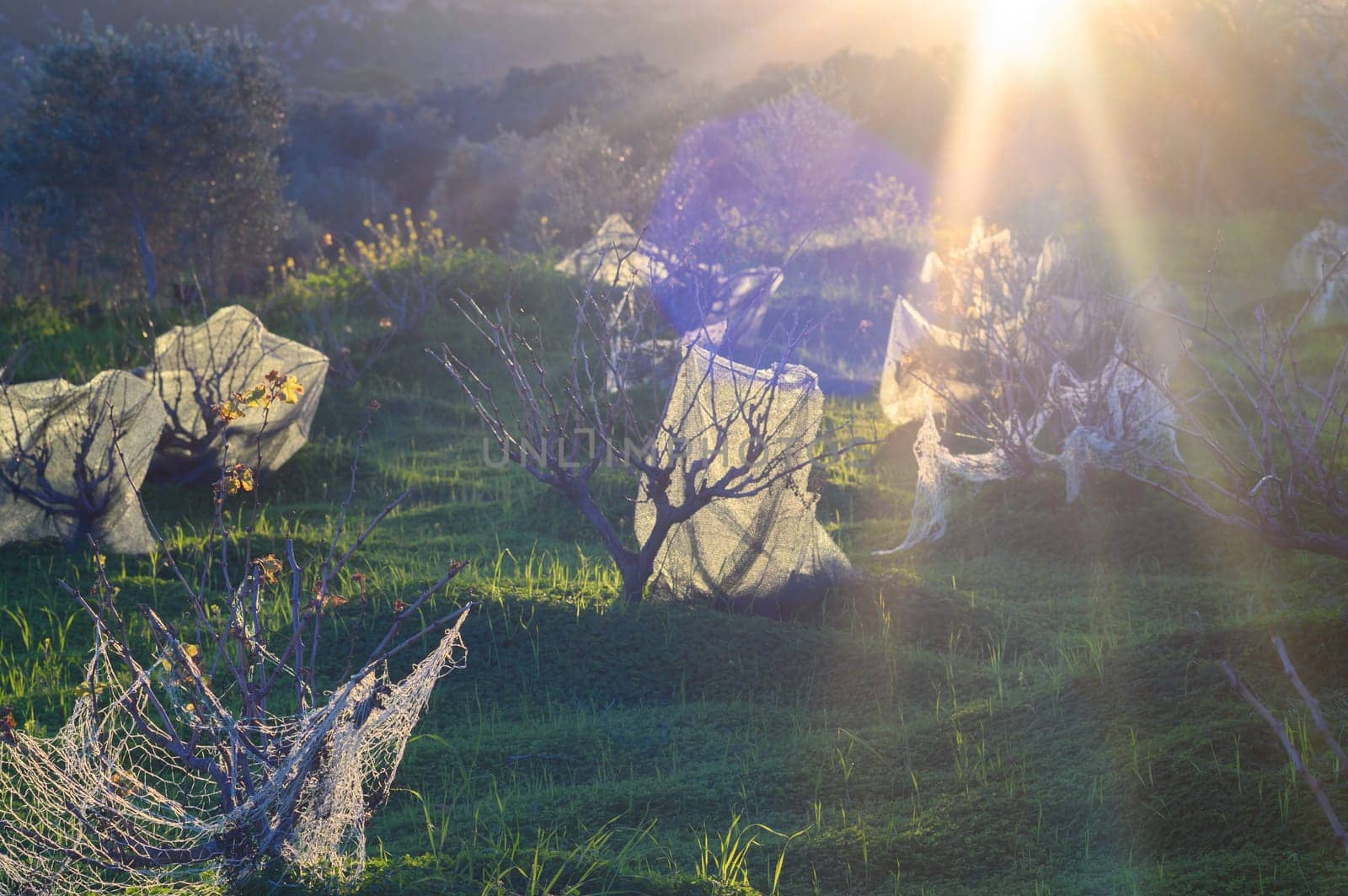 Amidst the distant hills, the early morning sun casts a warm glow over a vineyard.