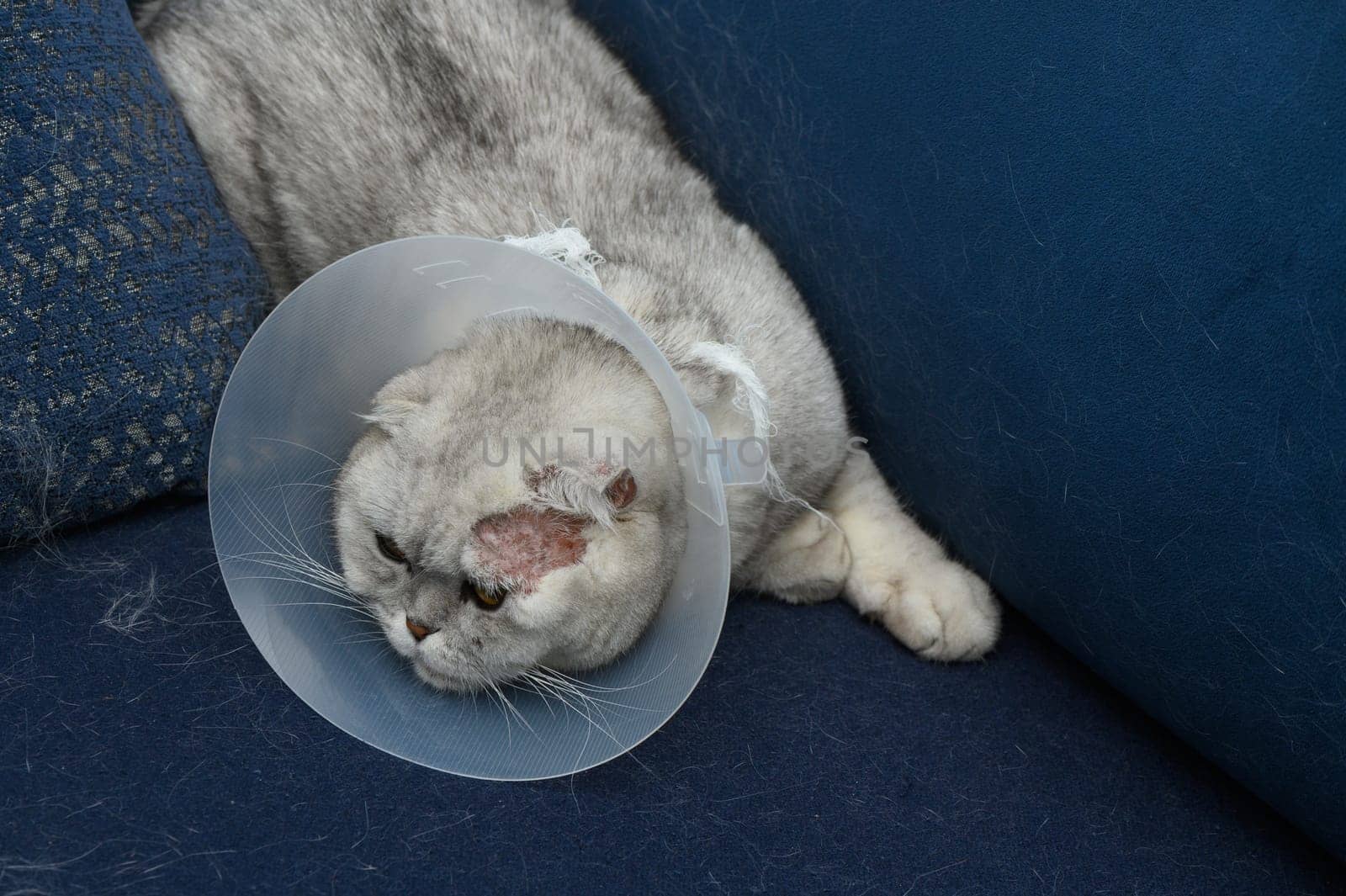 A gray cat wearing a protective cone reclines on a soft blue couch, appearing calm despite its recent vet visit. The cozy setting includes textured cushions and a warm atmosphere, inviting relaxation.