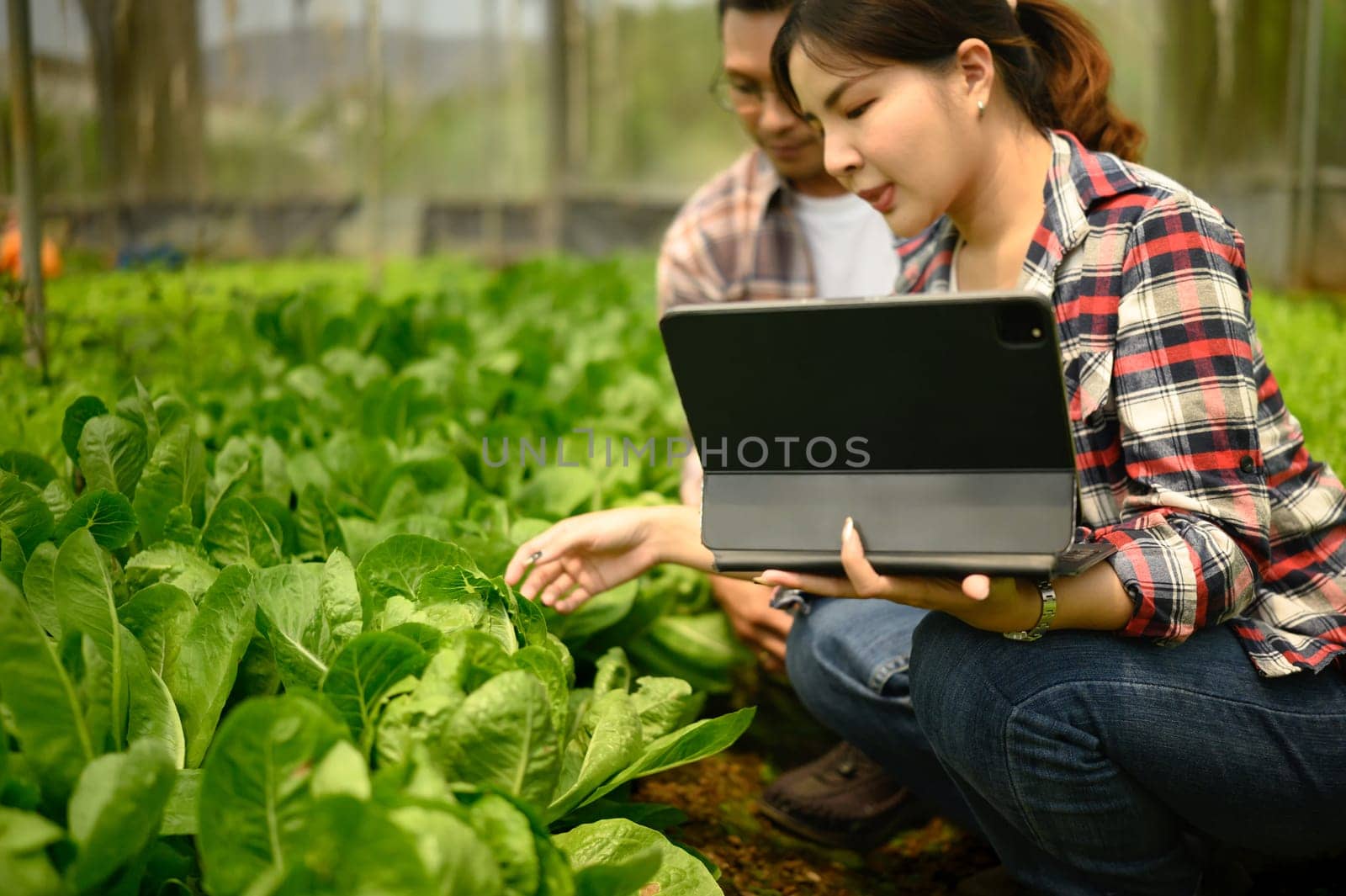 Male and female farmers using digital tablet while examining plants in a greenhouse.