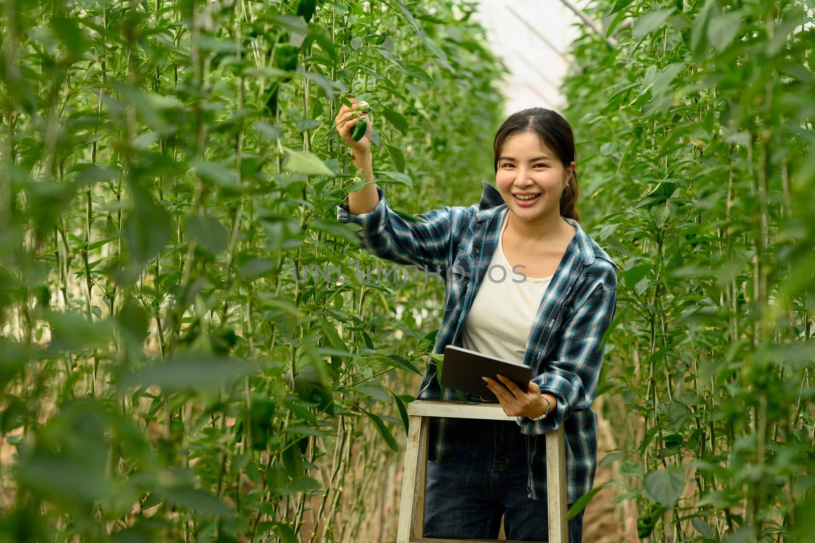 Smiling young woman using digital tablet while inspecting green bell pepper plants in a greenhouse.