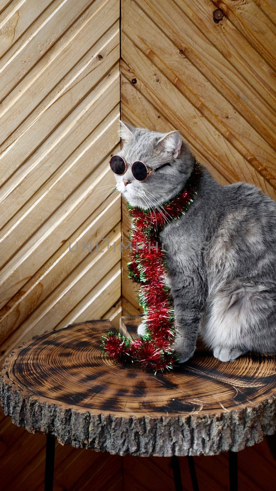 Scottish straight cat celebrates holiday eve Happy New Year 2025 and Merry Christmas. Pet in sunglasses is looking at the window at home. Vertical